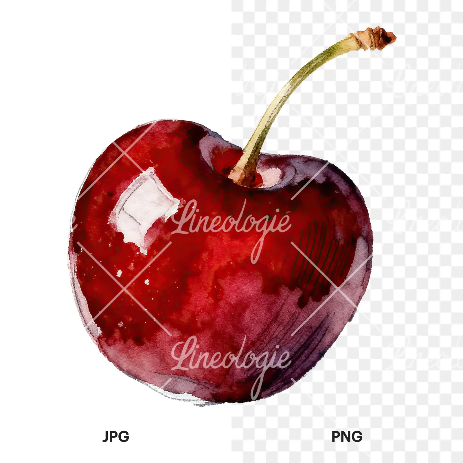 Watercolor single and paired cherry clipart 1 of 6, as a JPG on white and a transparent PNG
