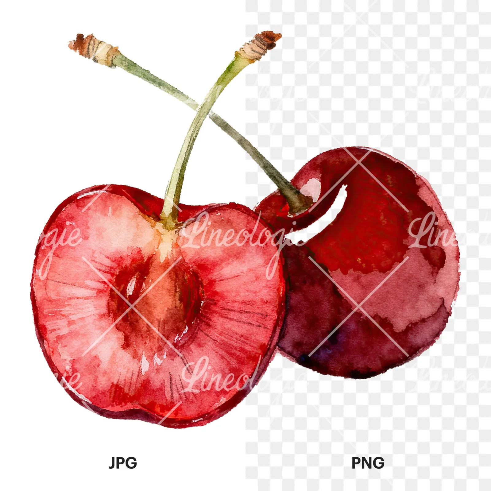 Watercolor single and paired cherry clipart 2 of 6, as a JPG on white and a transparent PNG