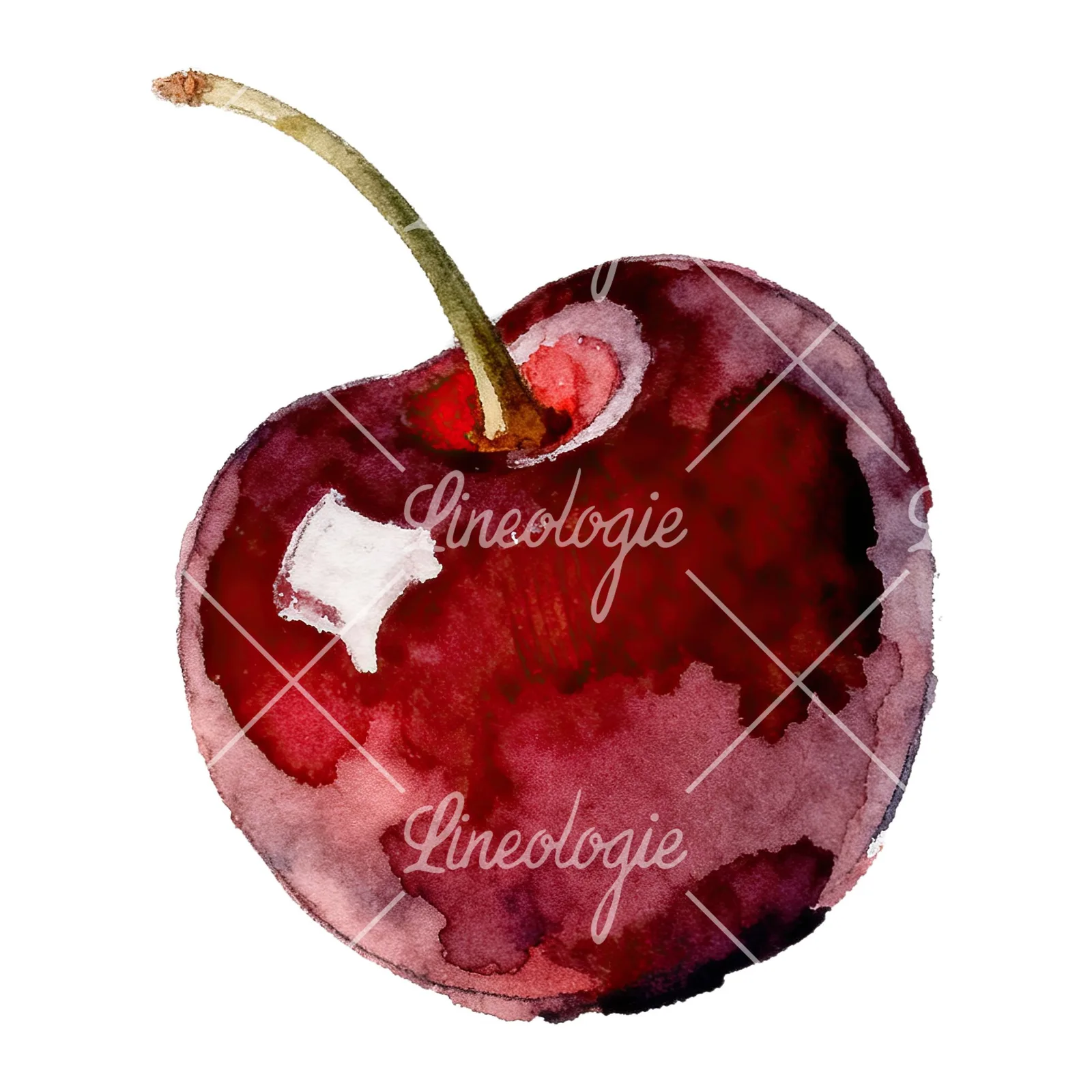 Watercolor single and paired cherry clipart 3 of 6 on a white background (JPG)