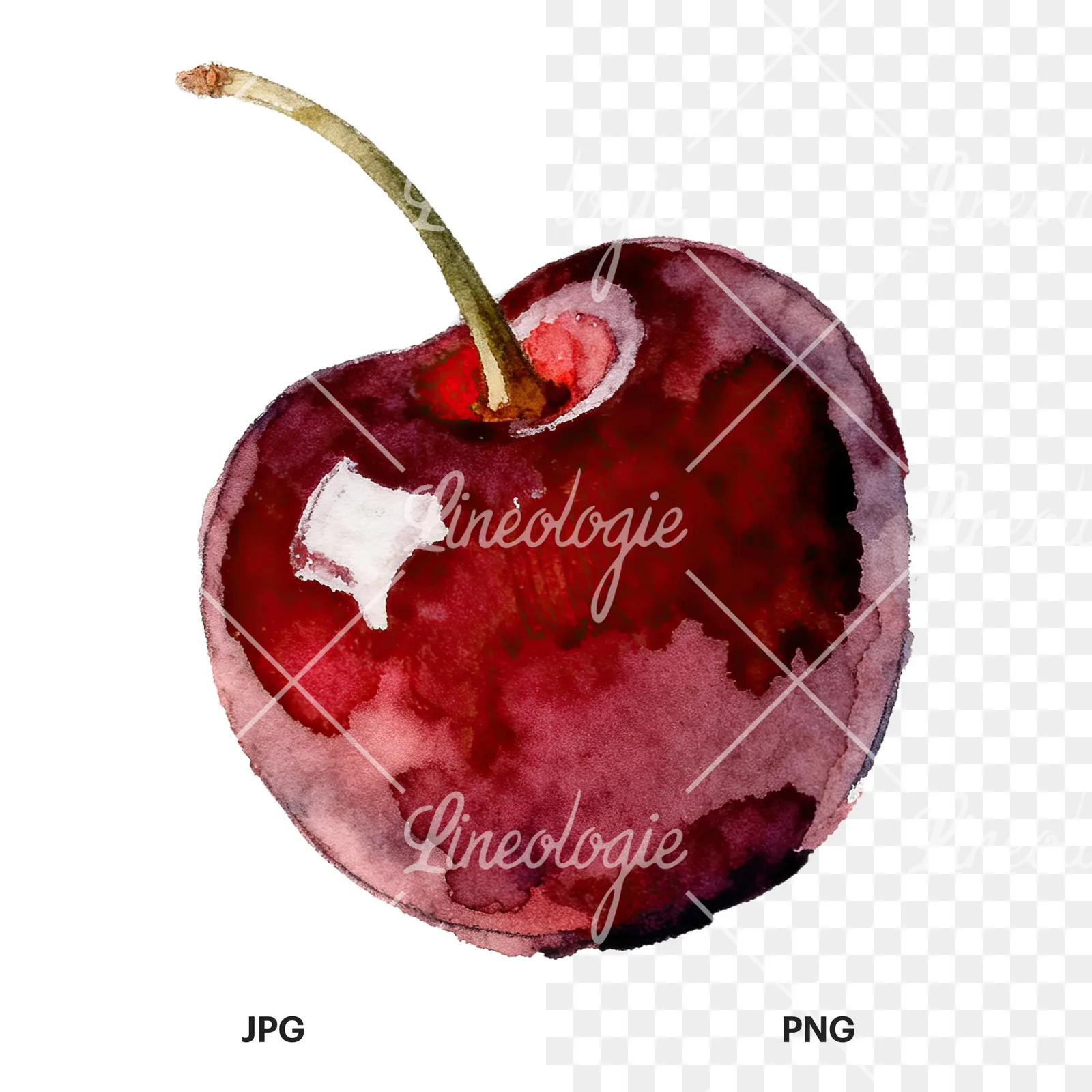 Watercolor single and paired cherry clipart 3 of 6, as a JPG on white and a transparent PNG