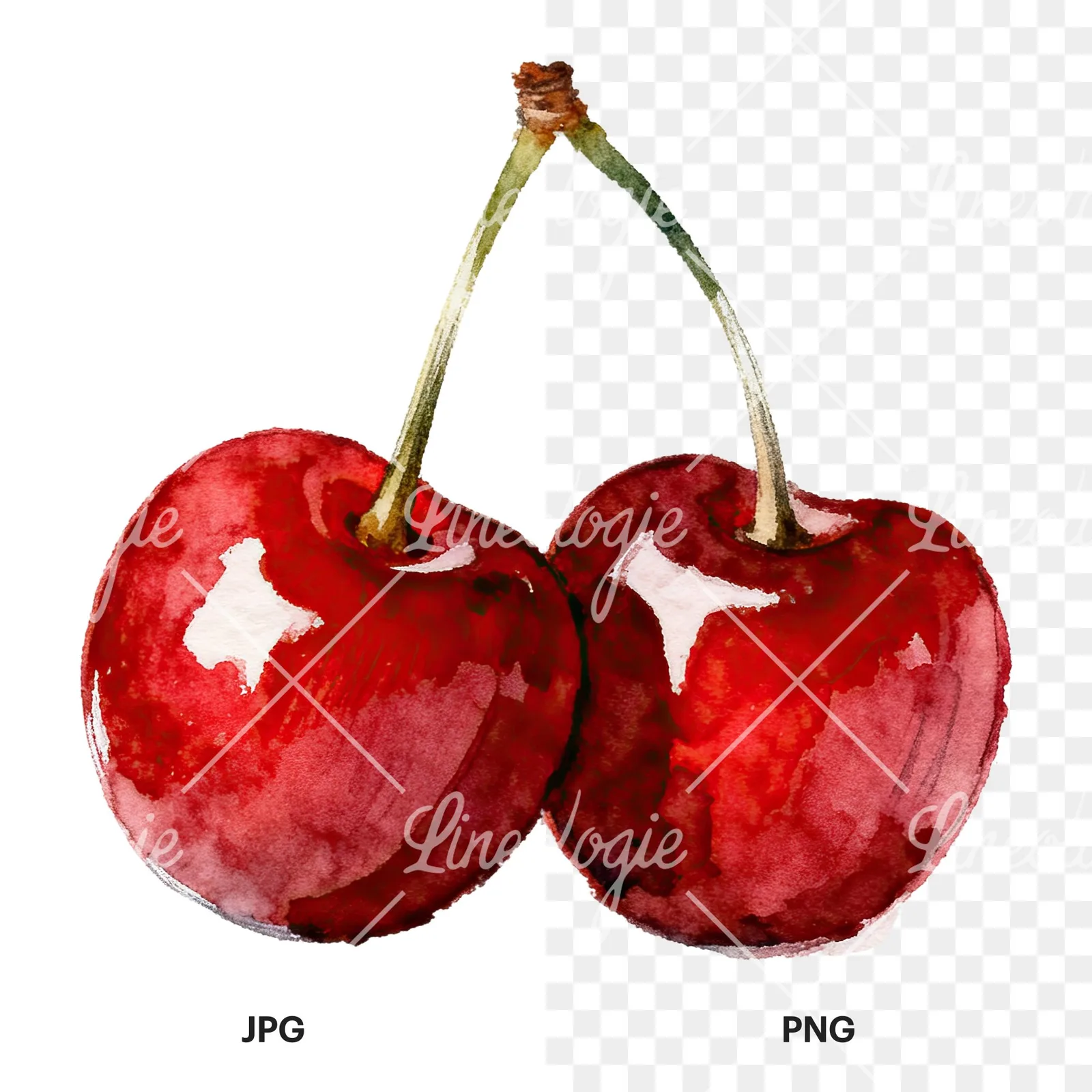 Watercolor single and paired cherry clipart 4 of 6, as a JPG on white and a transparent PNG