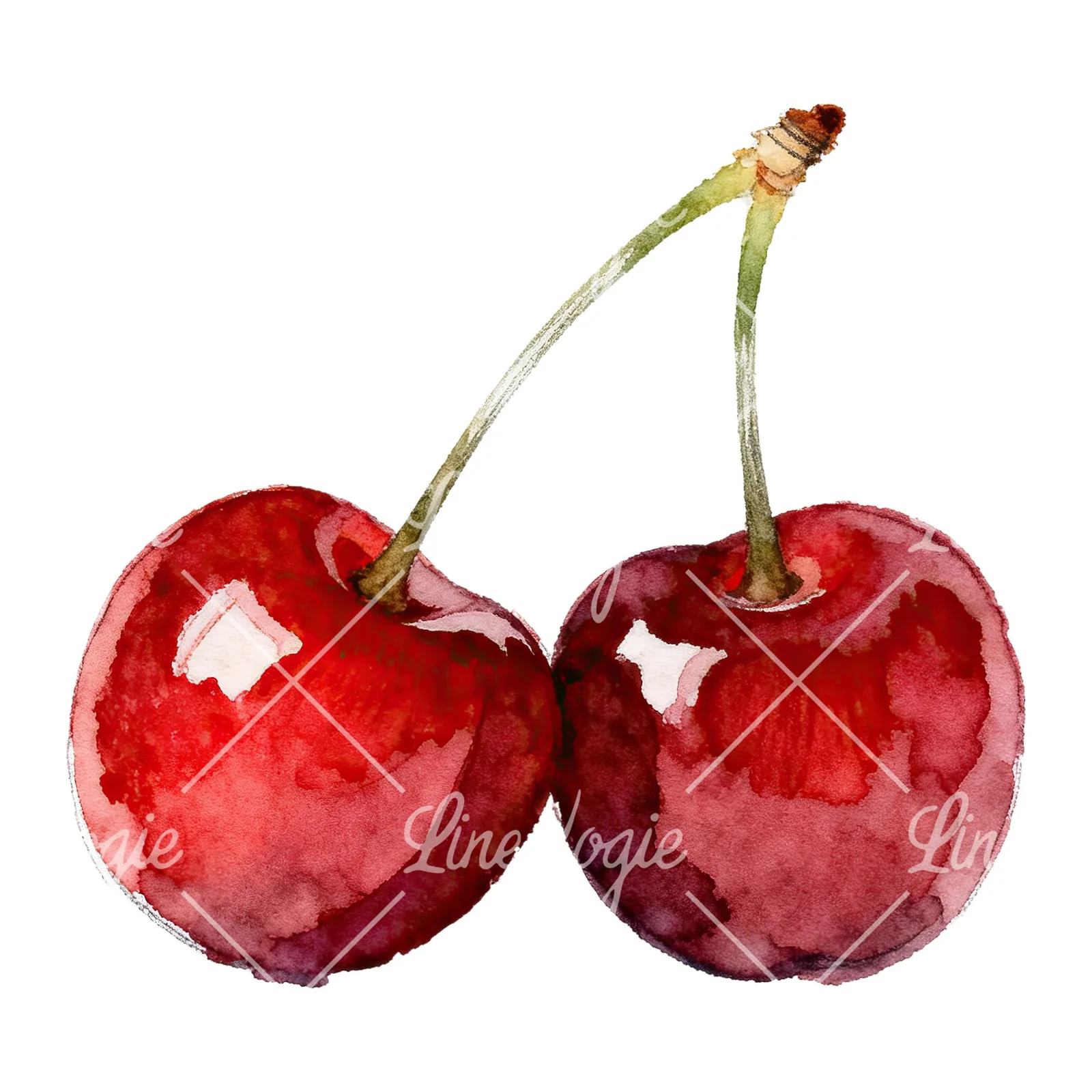 Watercolor single and paired cherry clipart 5 of 6 on a white background (JPG)