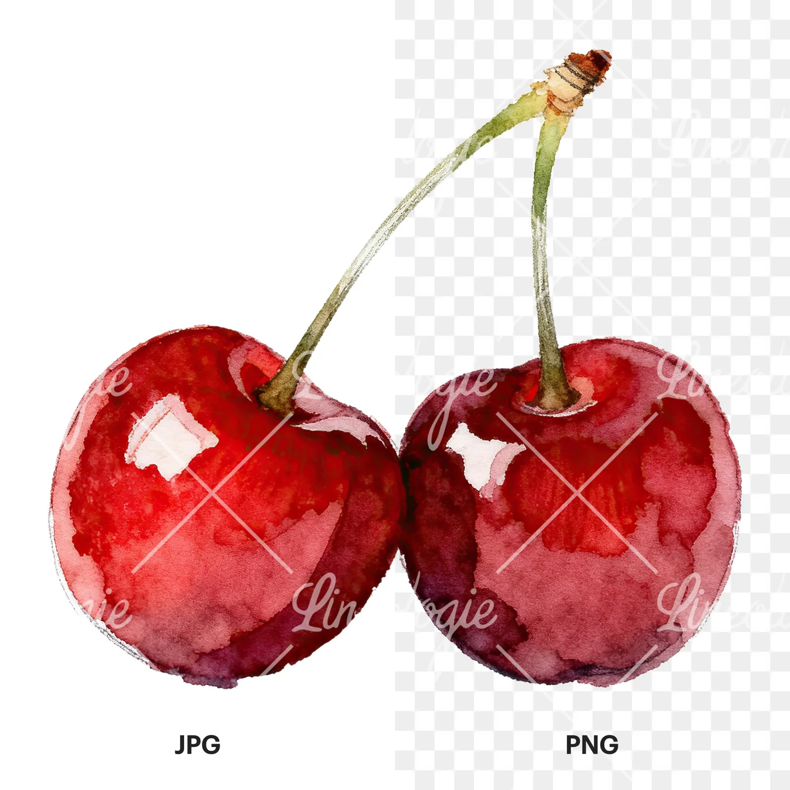 Watercolor single and paired cherry clipart 5 of 6, as a JPG on white and a transparent PNG