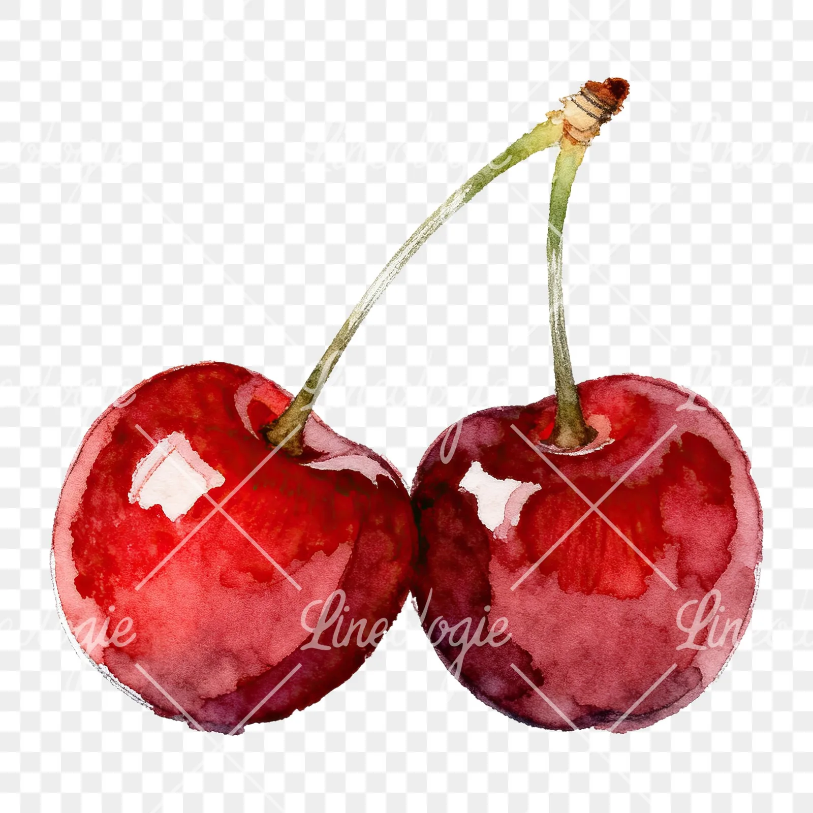 Watercolor single and paired cherry clipart 5 of 6 on a transparent background (PNG)
