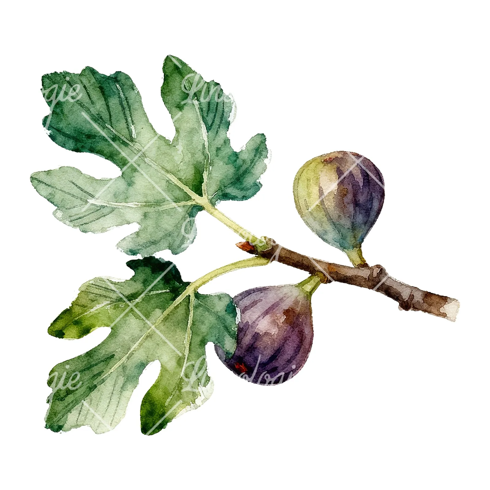 Watercolor fig branch with green figs clipart 3 of 6 on a white background (JPG)