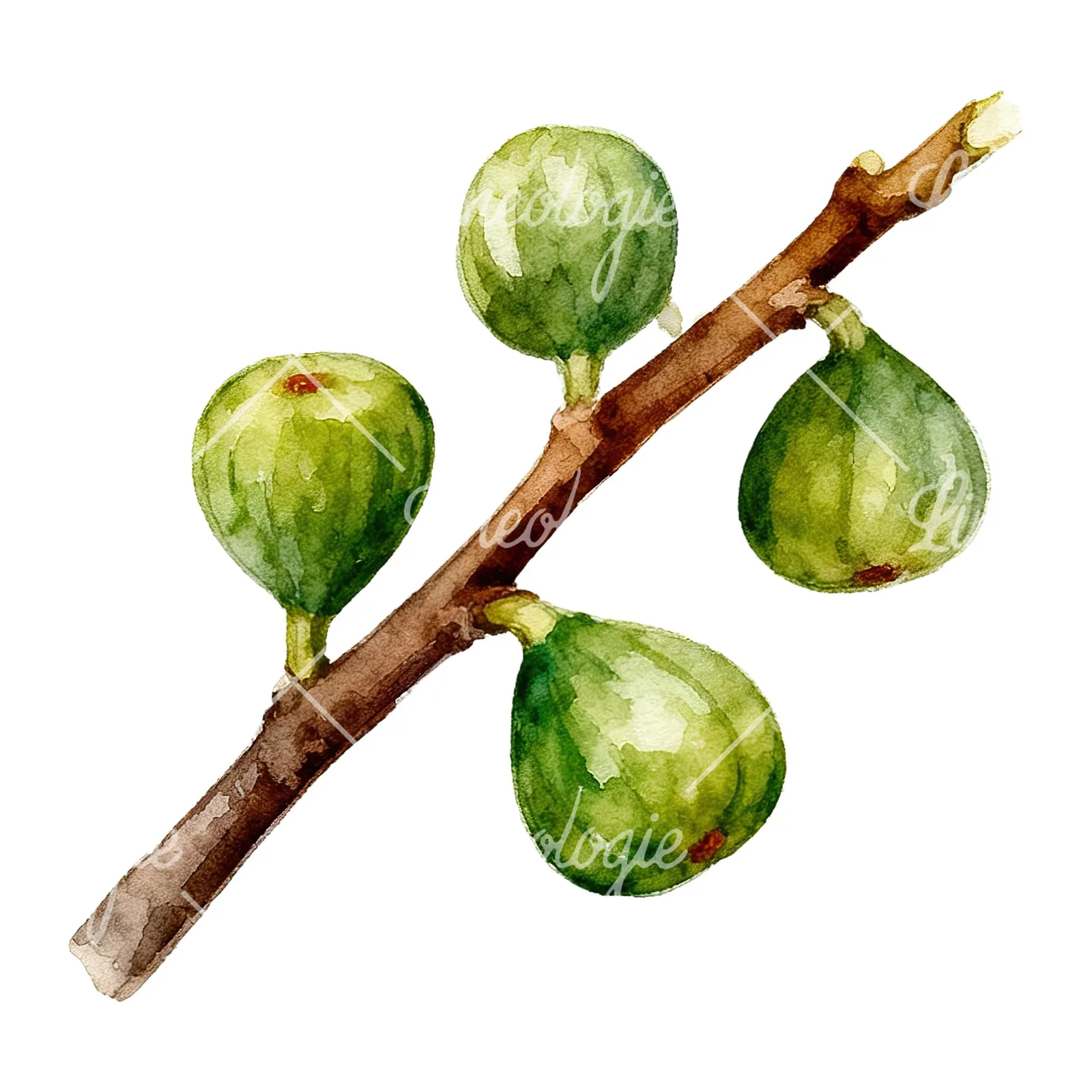 Watercolor fig branch with green figs clipart 4 of 6 on a white background (JPG)