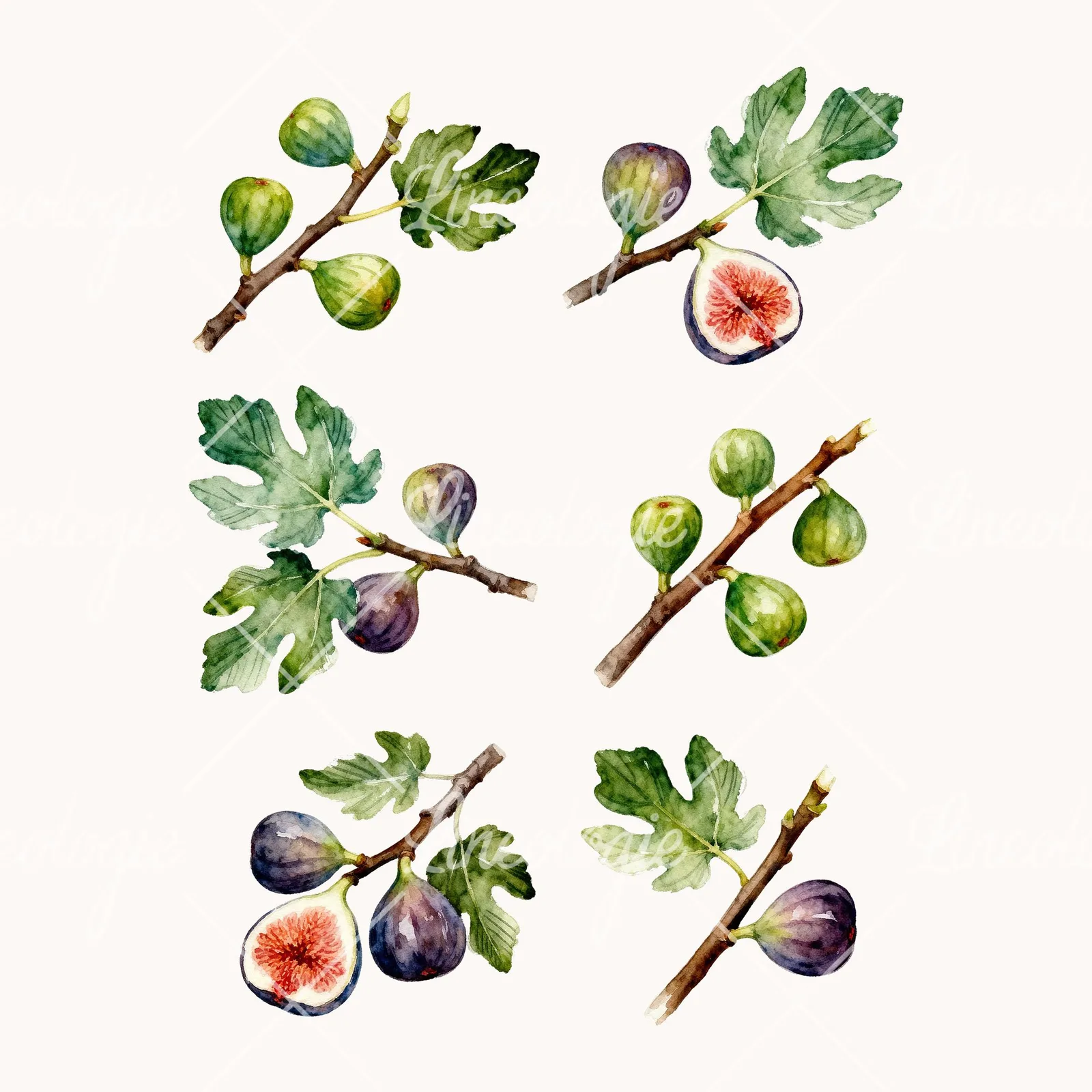 Watercolor Fig Branch with Green Figs Clipart, all 6 illustrations in the pack