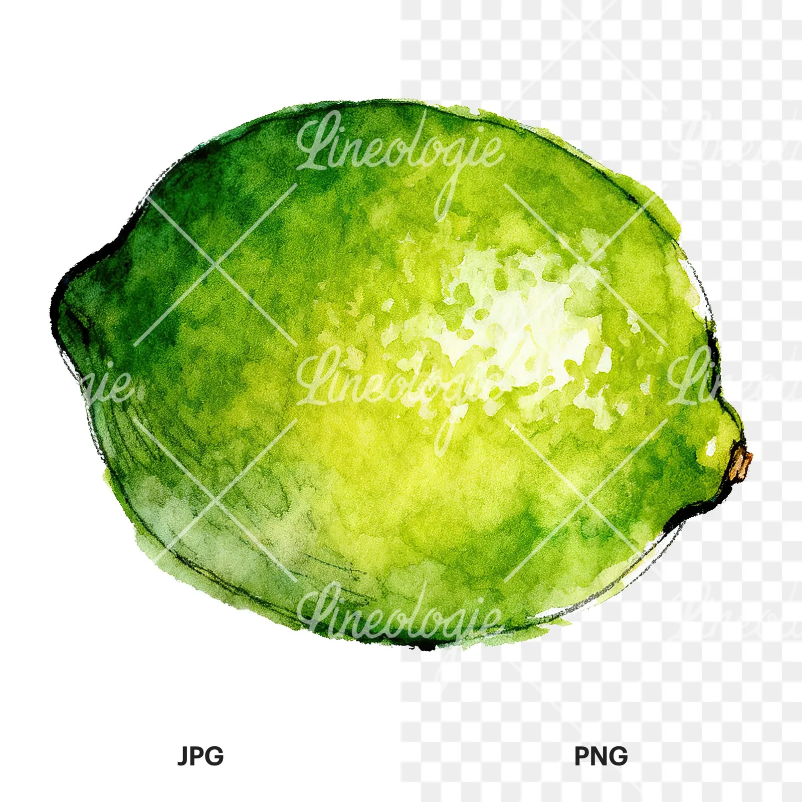 Watercolor lime with glossy skin clipart 4 of 6, as a JPG on white and a transparent PNG
