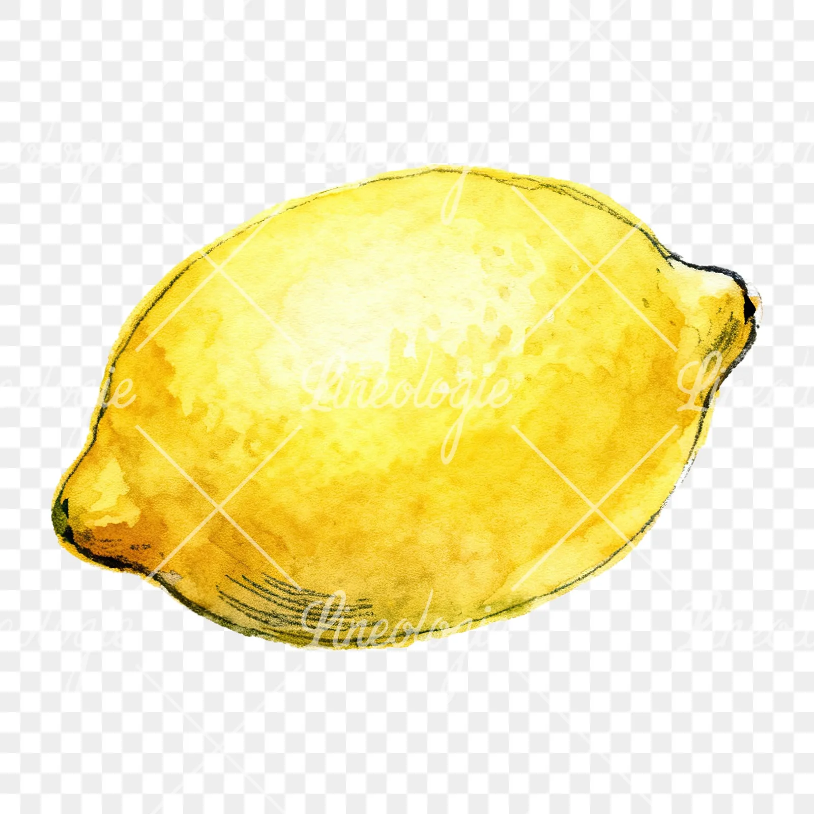Watercolor sliced and whole lemon clipart 8 of 8 on a transparent background (PNG)