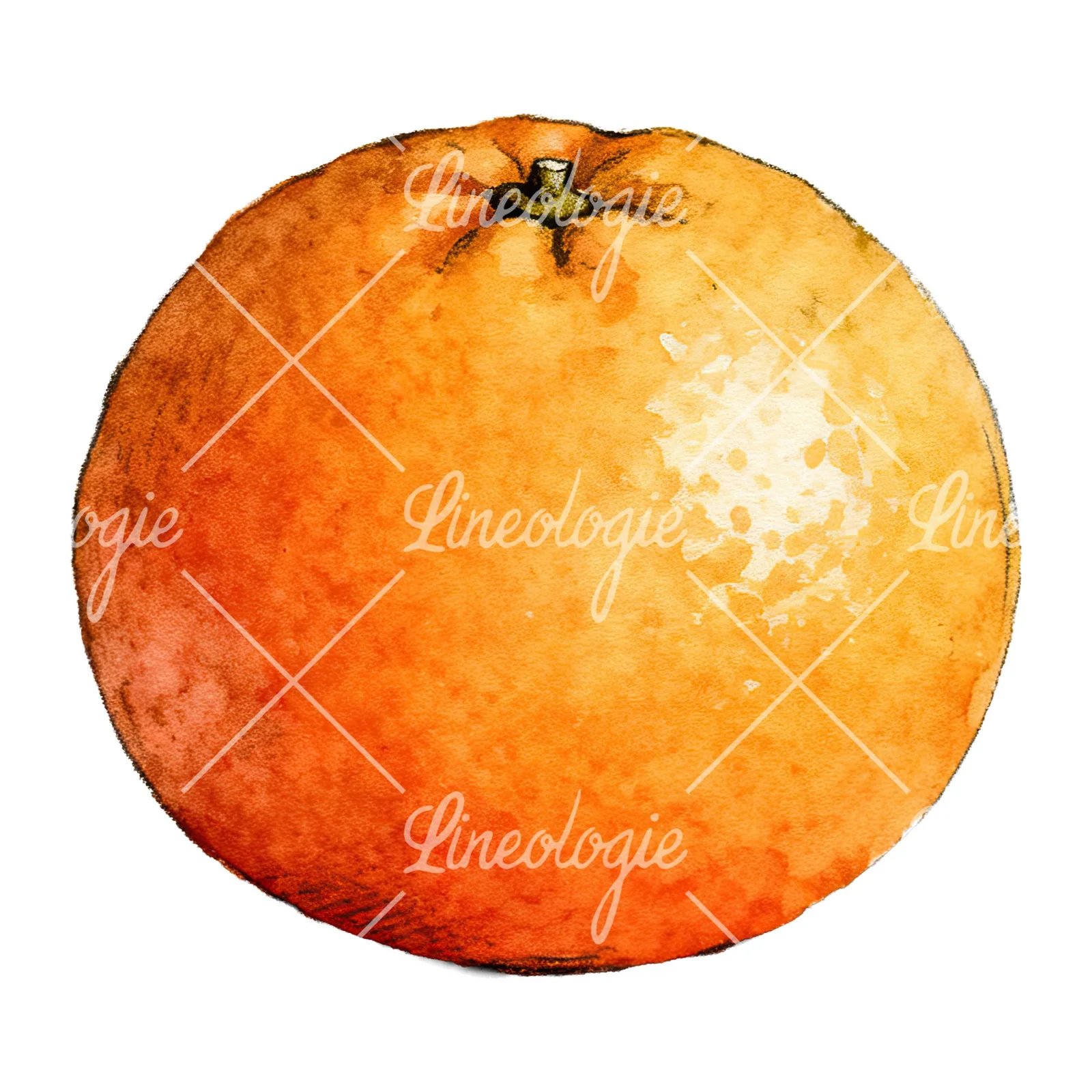 Watercolor orange and segment clipart 1 of 8 on a white background (JPG)