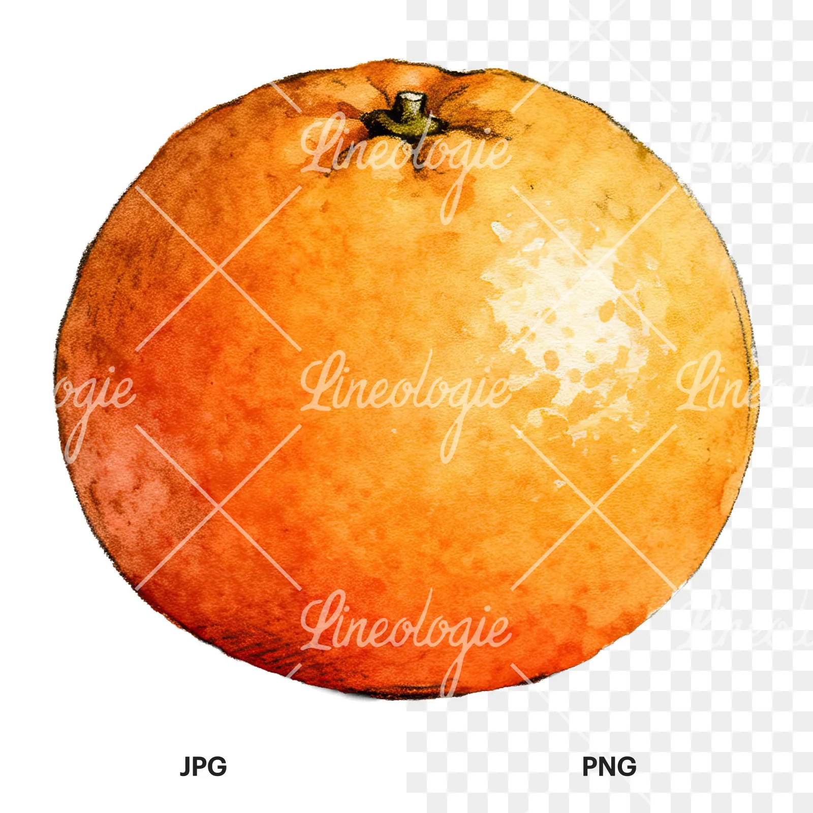 Watercolor orange and segment clipart 1 of 8, as a JPG on white and a transparent PNG