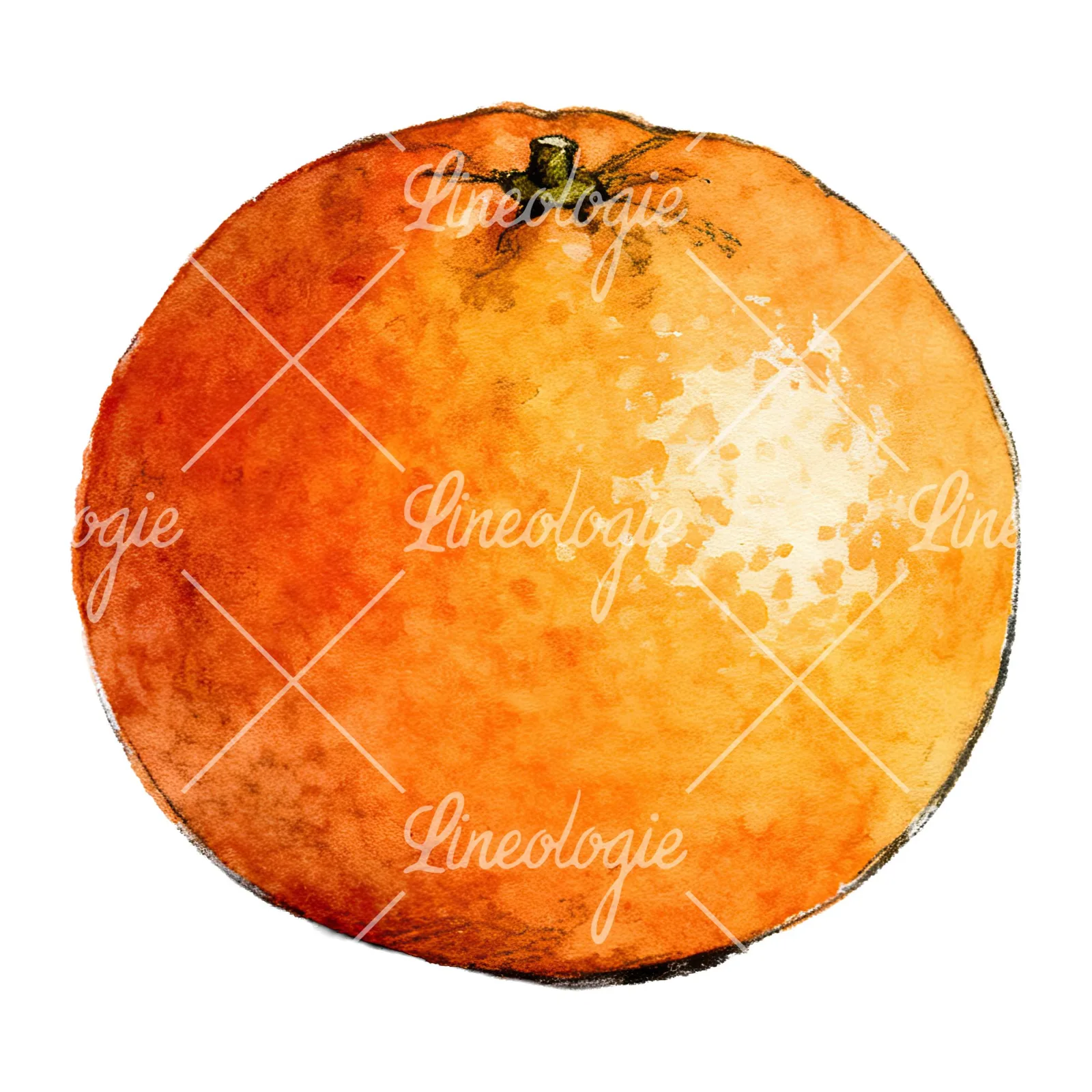 Watercolor orange and segment clipart 2 of 8 on a white background (JPG)