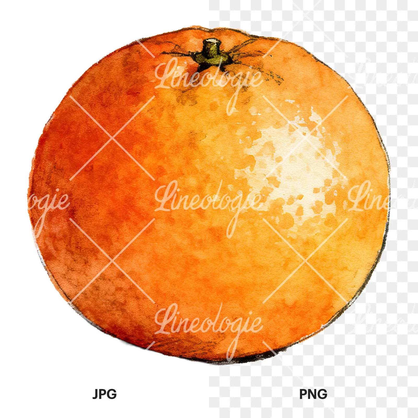 Watercolor orange and segment clipart 2 of 8, as a JPG on white and a transparent PNG