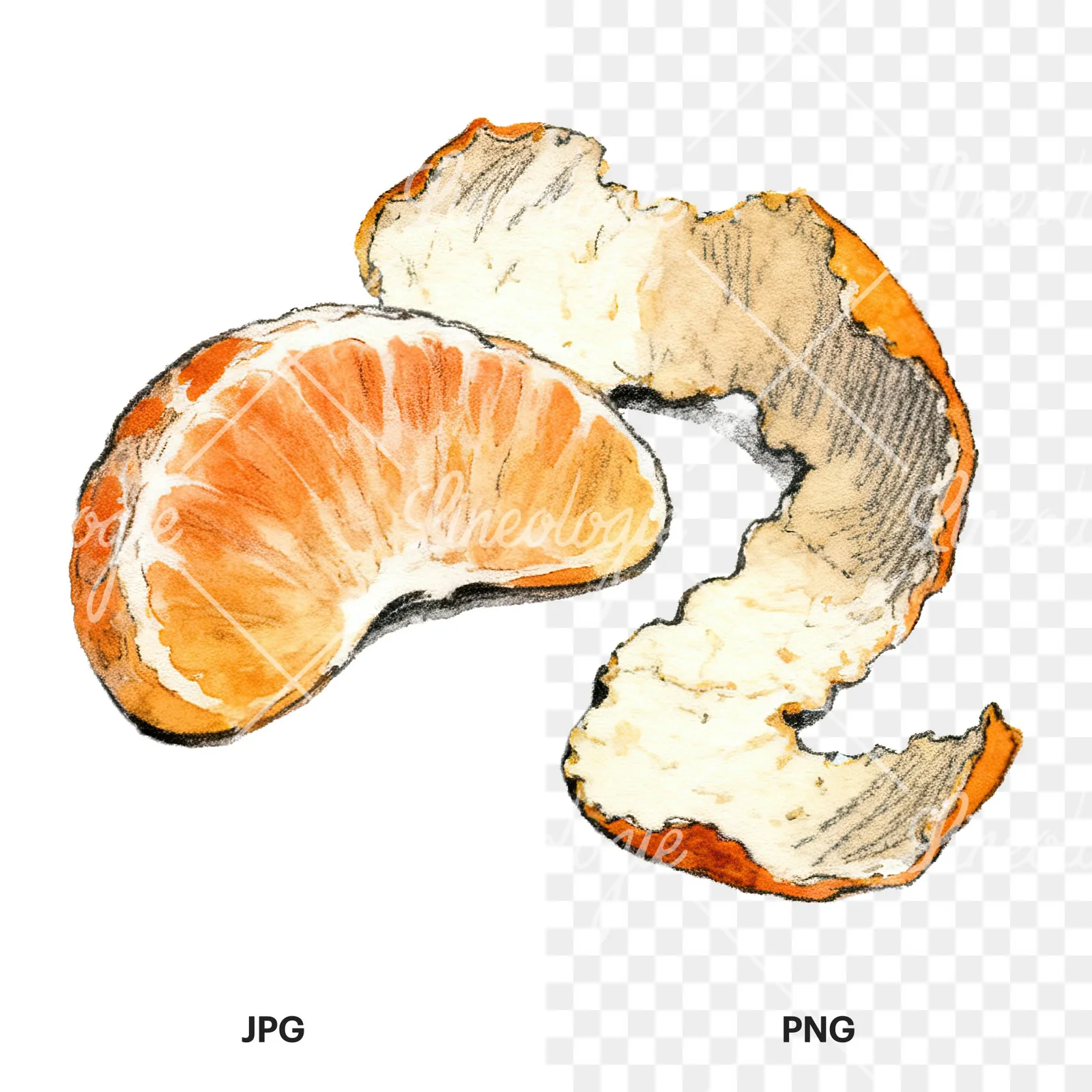 Watercolor orange and segment clipart 5 of 8, as a JPG on white and a transparent PNG