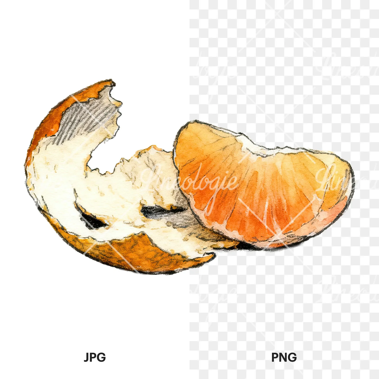 Watercolor orange and segment clipart 6 of 8, as a JPG on white and a transparent PNG