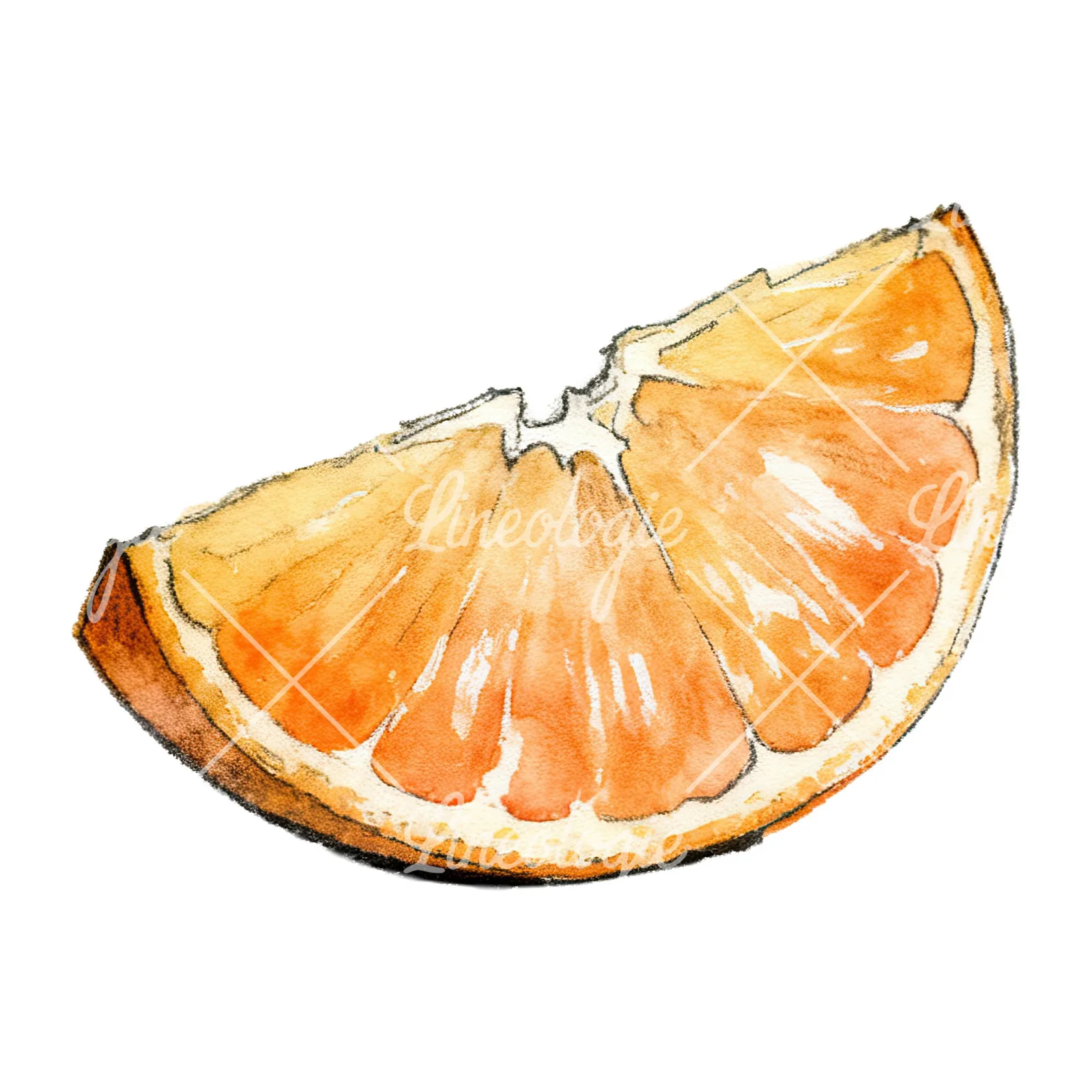 Watercolor orange and segment clipart 8 of 8 on a white background (JPG)