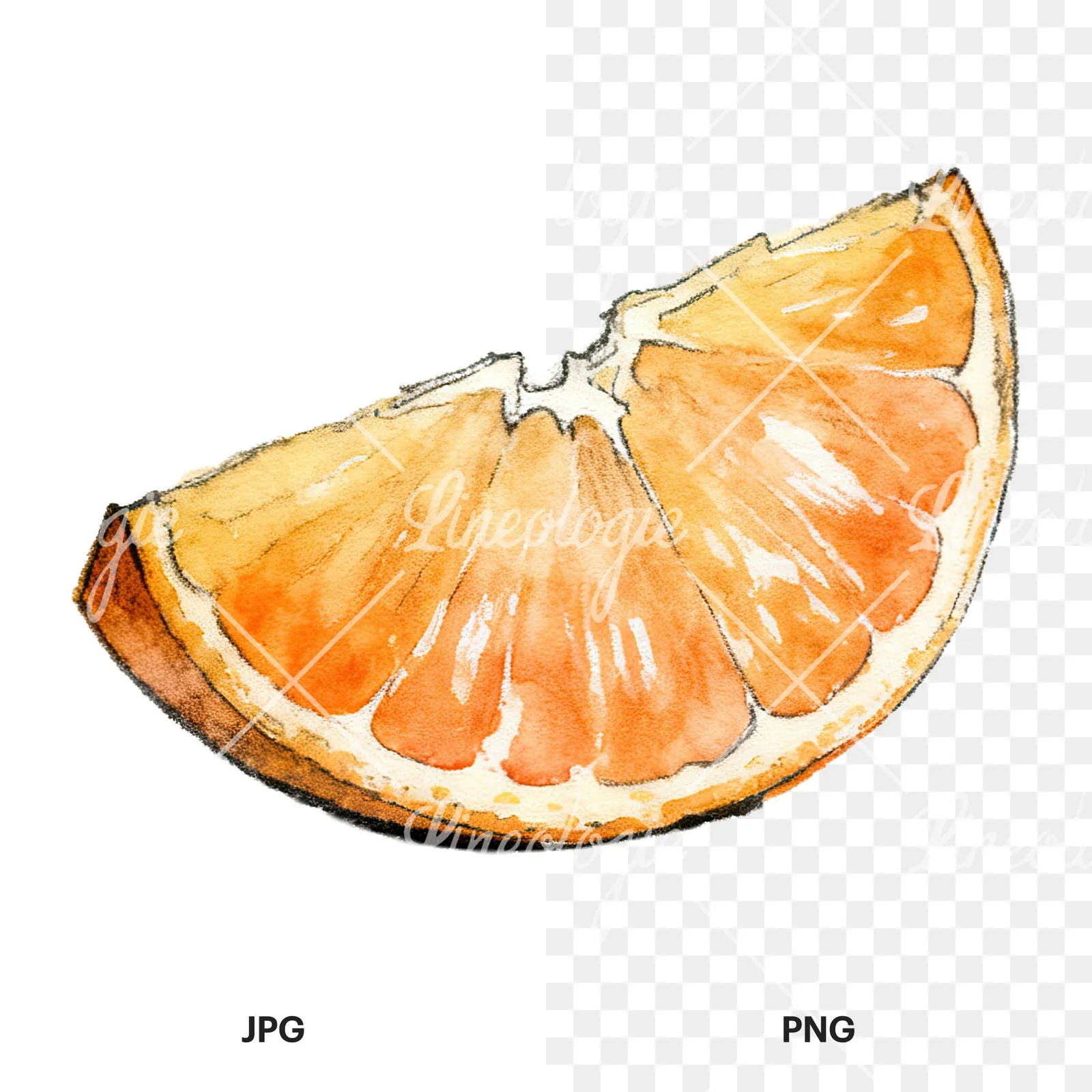 Watercolor orange and segment clipart 8 of 8, as a JPG on white and a transparent PNG