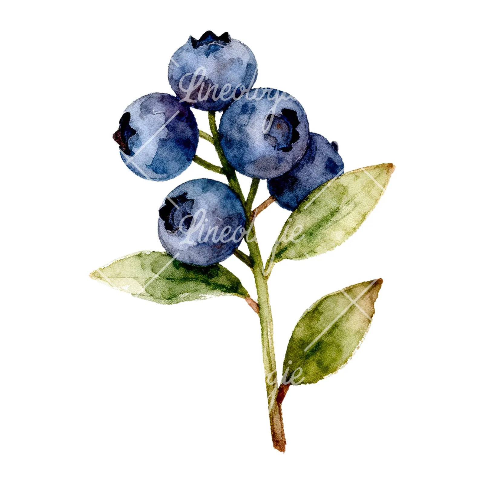 Watercolor blueberry branch clipart 1 of 9 on a white background (JPG)