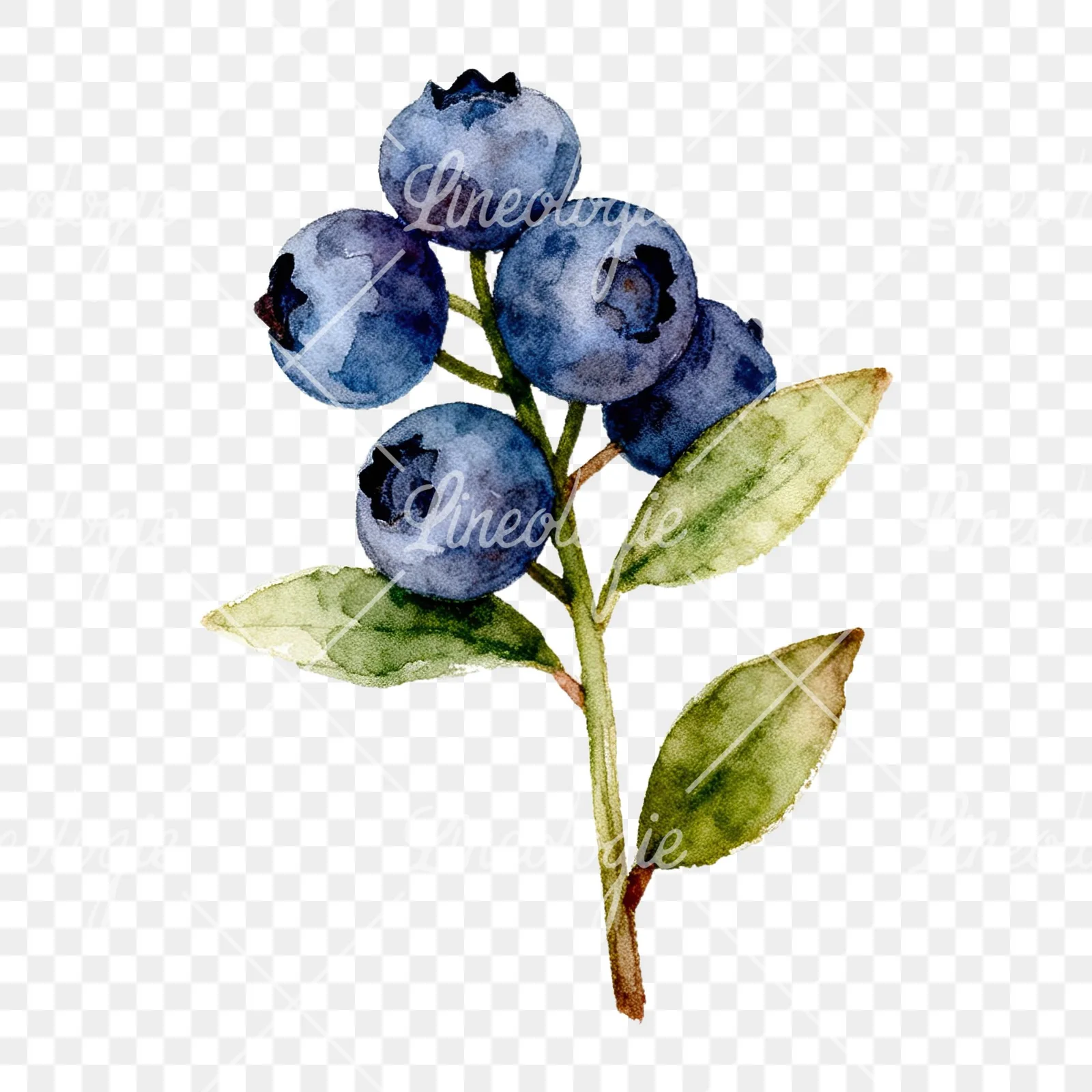 Watercolor blueberry branch clipart 1 of 9 on a transparent background (PNG)