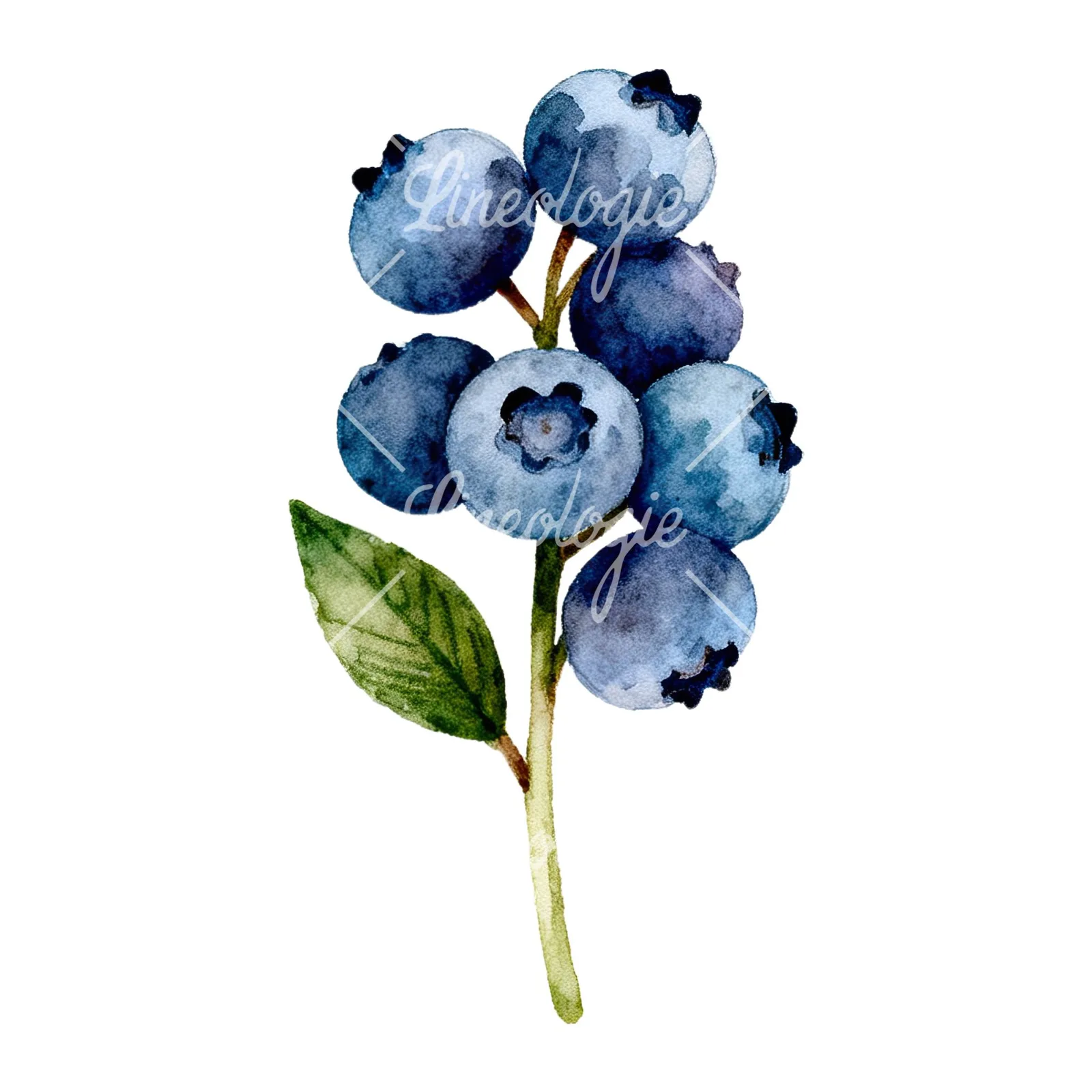 Watercolor blueberry branch clipart 2 of 9 on a white background (JPG)