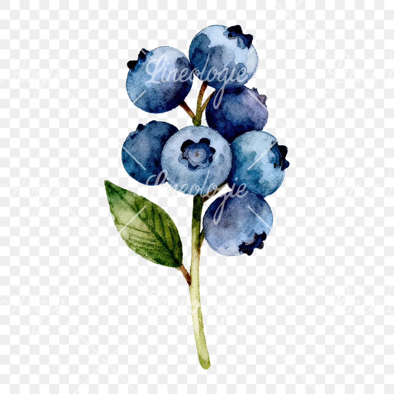 Watercolor blueberry branch clipart 2 of 9 on a transparent background (PNG)