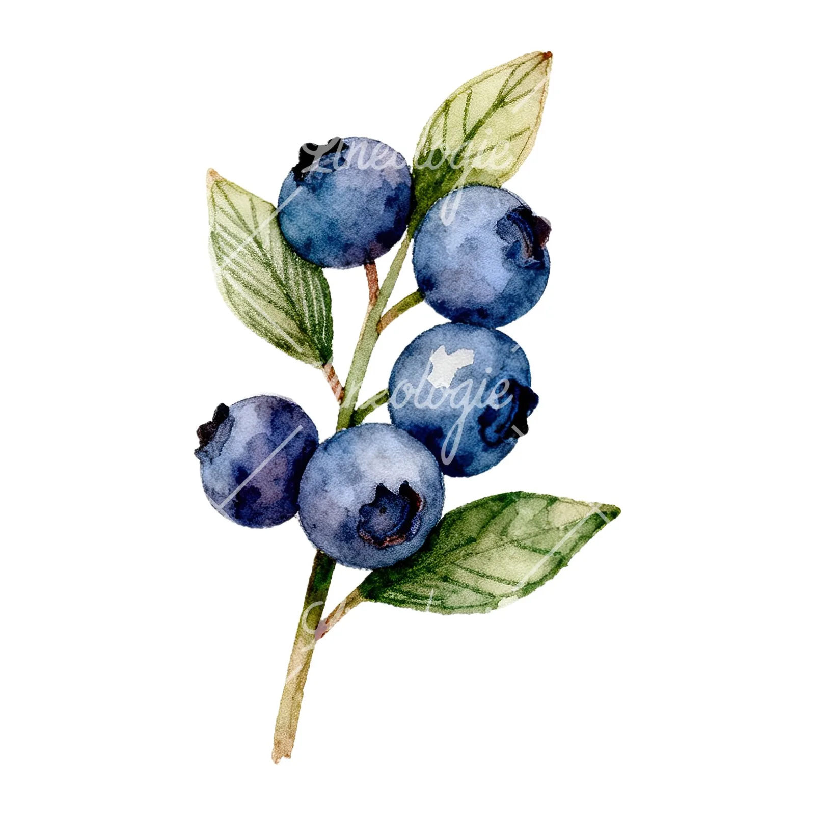 Watercolor blueberry branch clipart 3 of 9 on a white background (JPG)