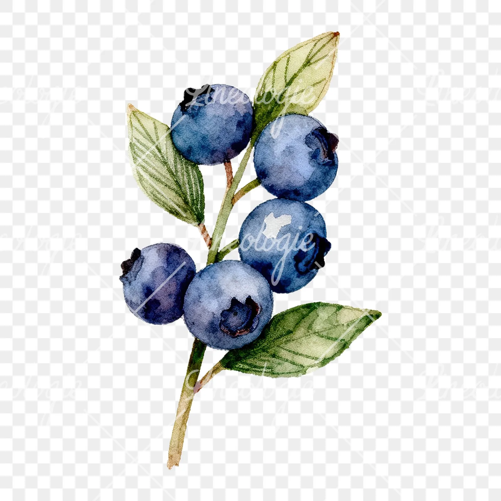 Watercolor blueberry branch clipart 3 of 9 on a transparent background (PNG)