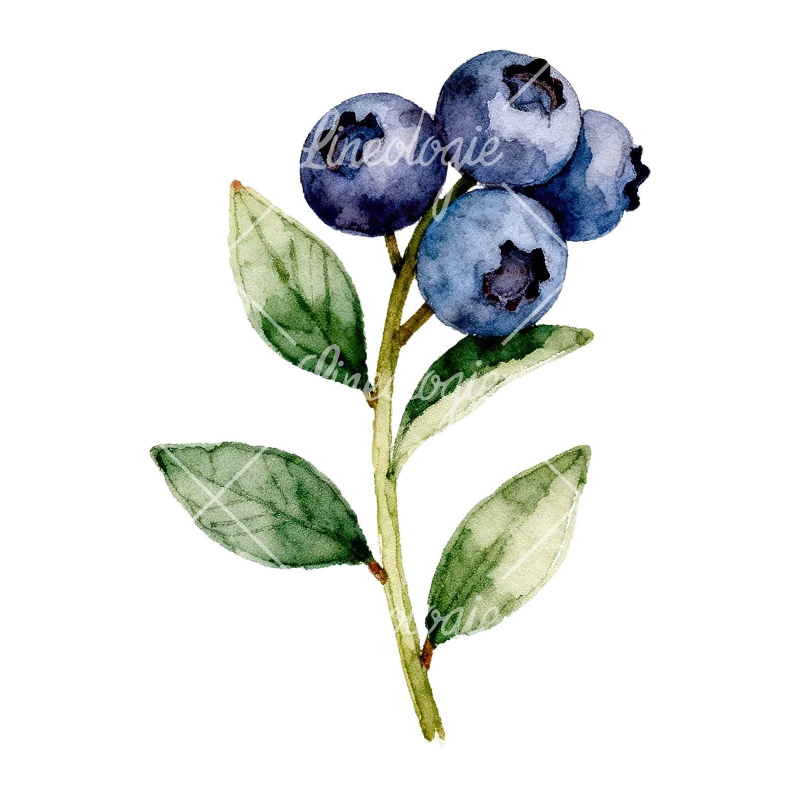 Watercolor blueberry branch clipart 4 of 9 on a white background (JPG)