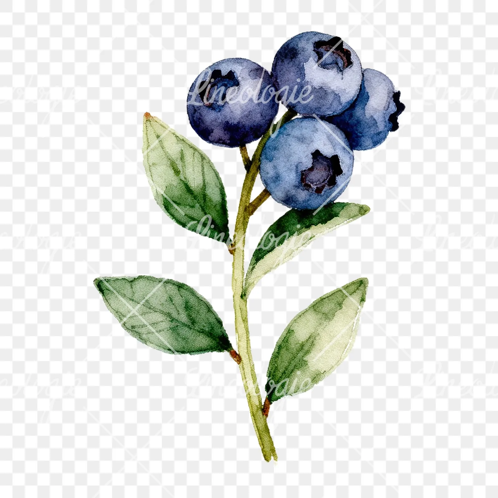 Watercolor blueberry branch clipart 4 of 9 on a transparent background (PNG)
