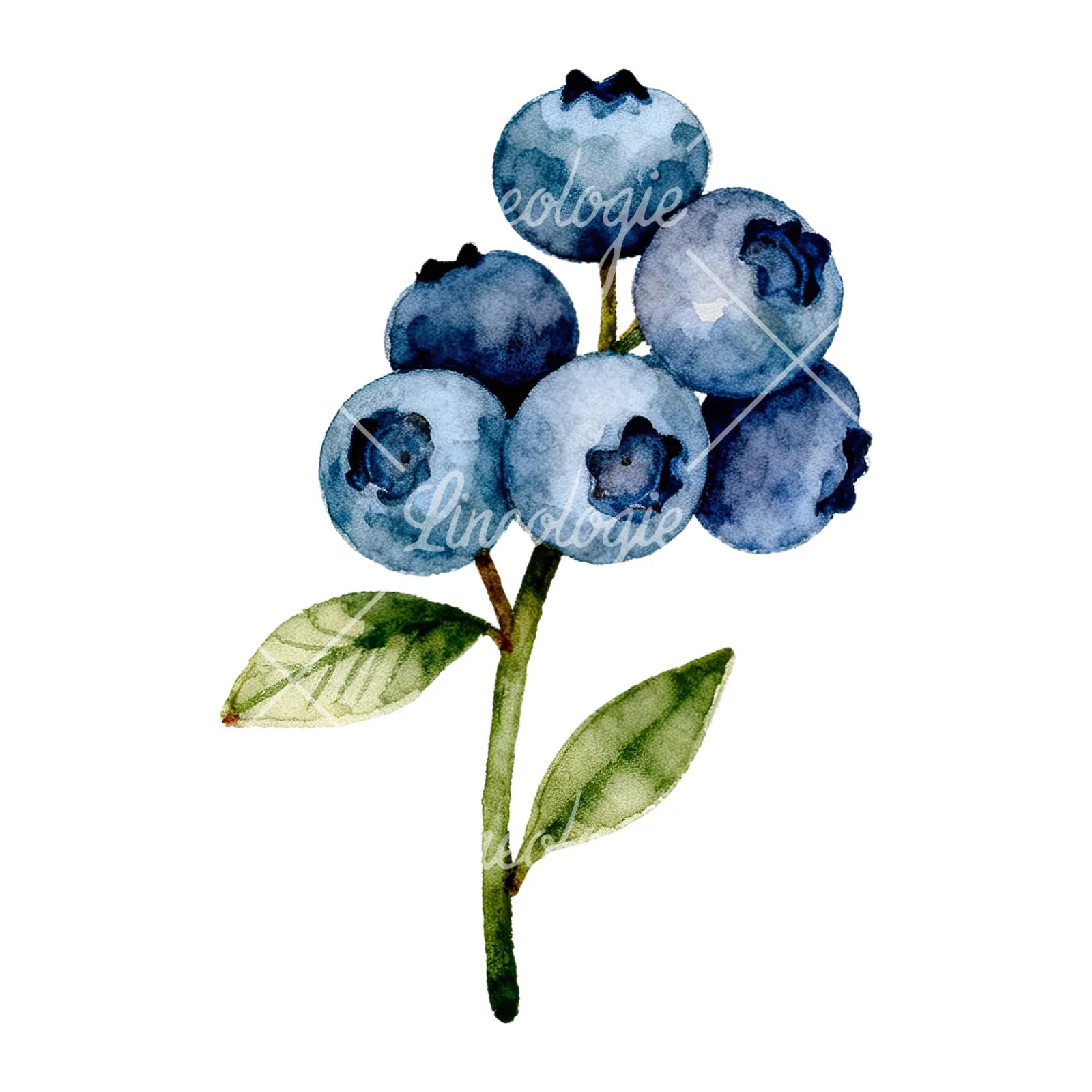 Watercolor blueberry branch clipart 5 of 9 on a white background (JPG)