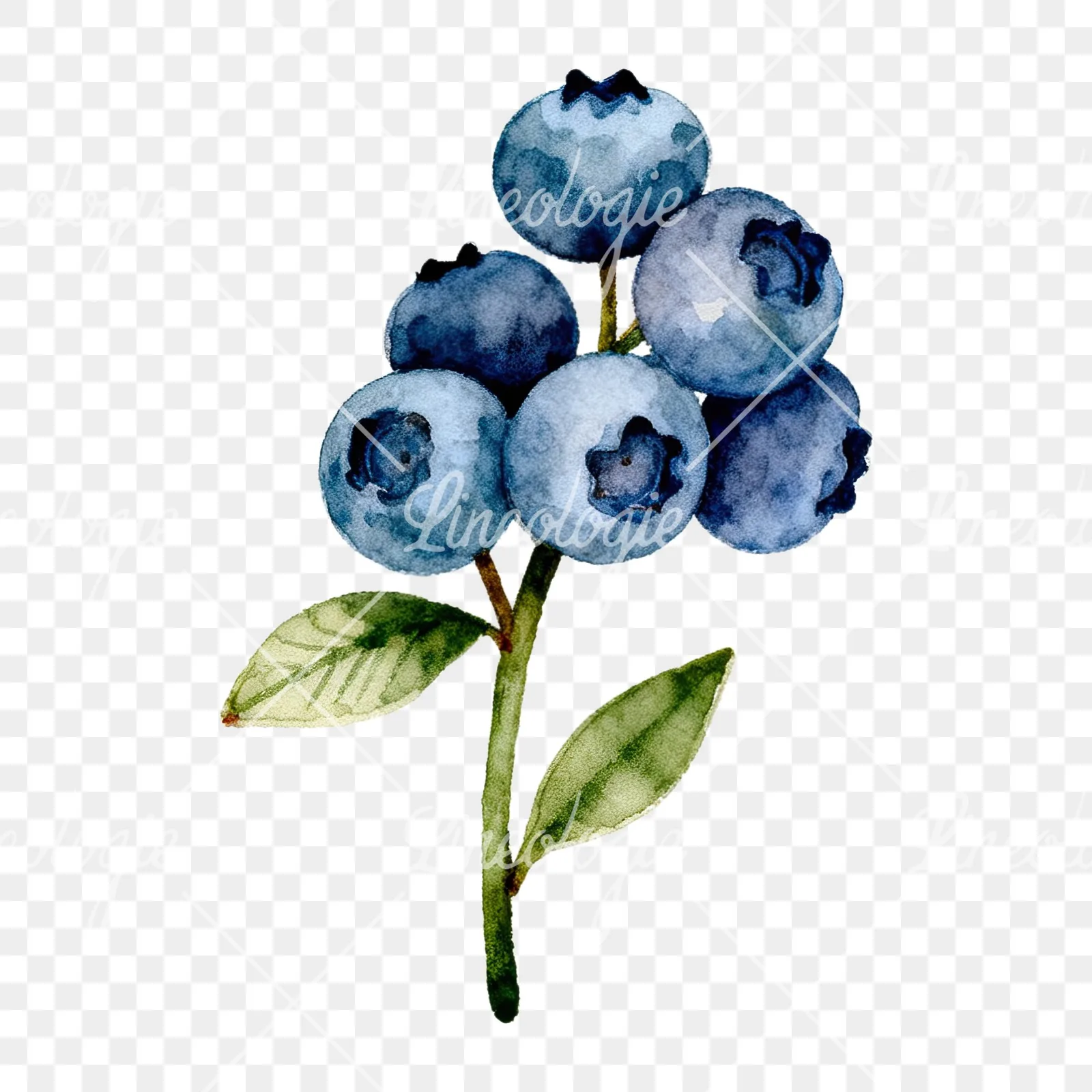 Watercolor blueberry branch clipart 5 of 9 on a transparent background (PNG)