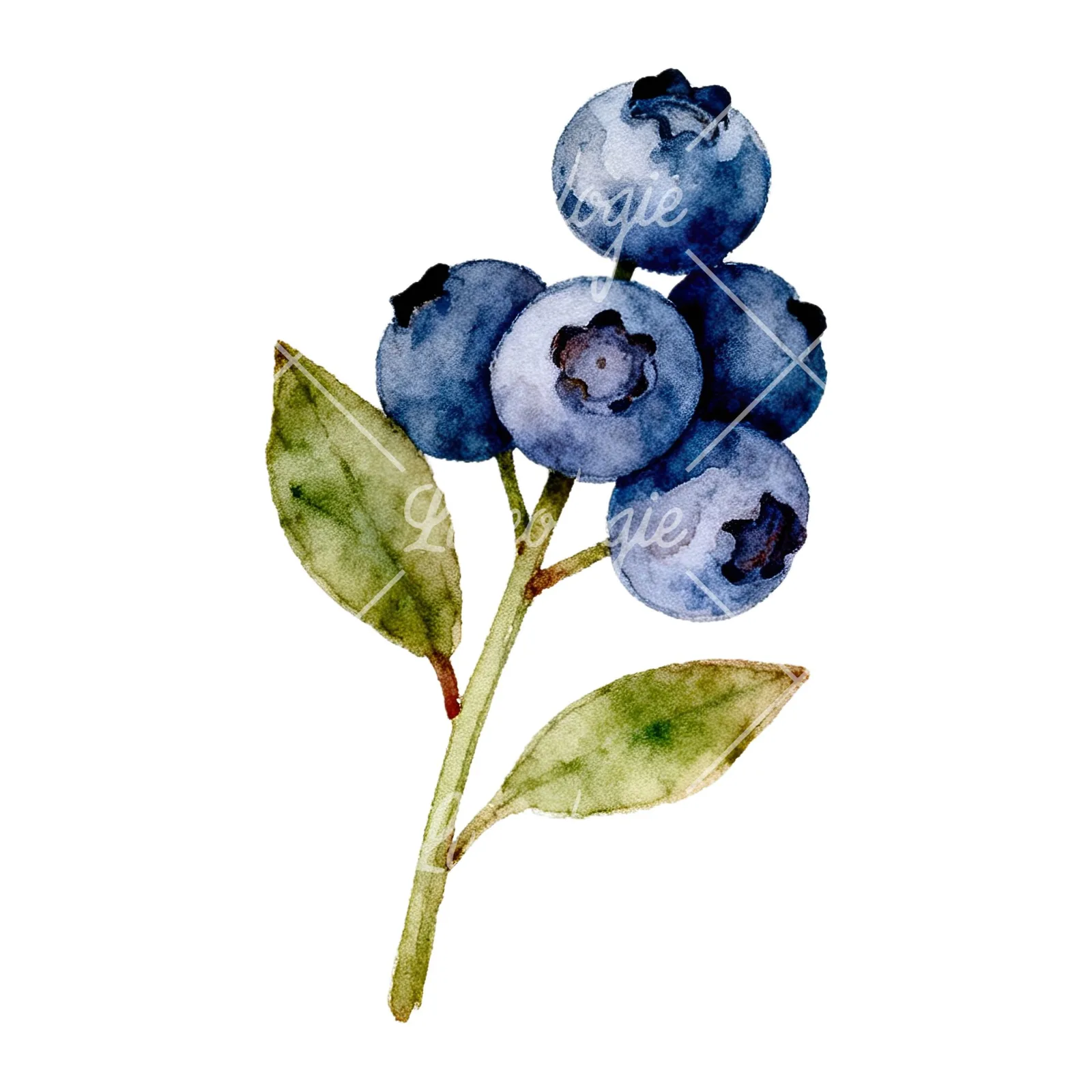 Watercolor blueberry branch clipart 6 of 9 on a white background (JPG)