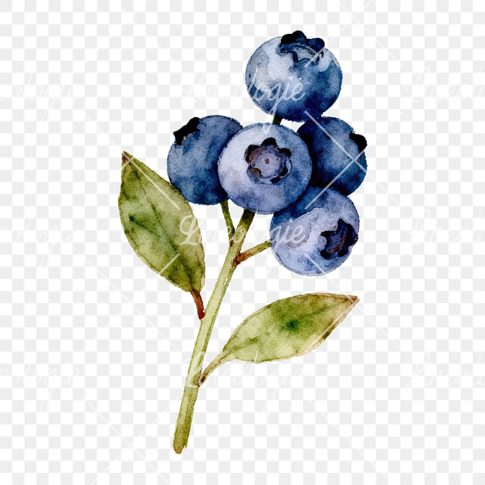 Watercolor blueberry branch clipart 6 of 9 on a transparent background (PNG)