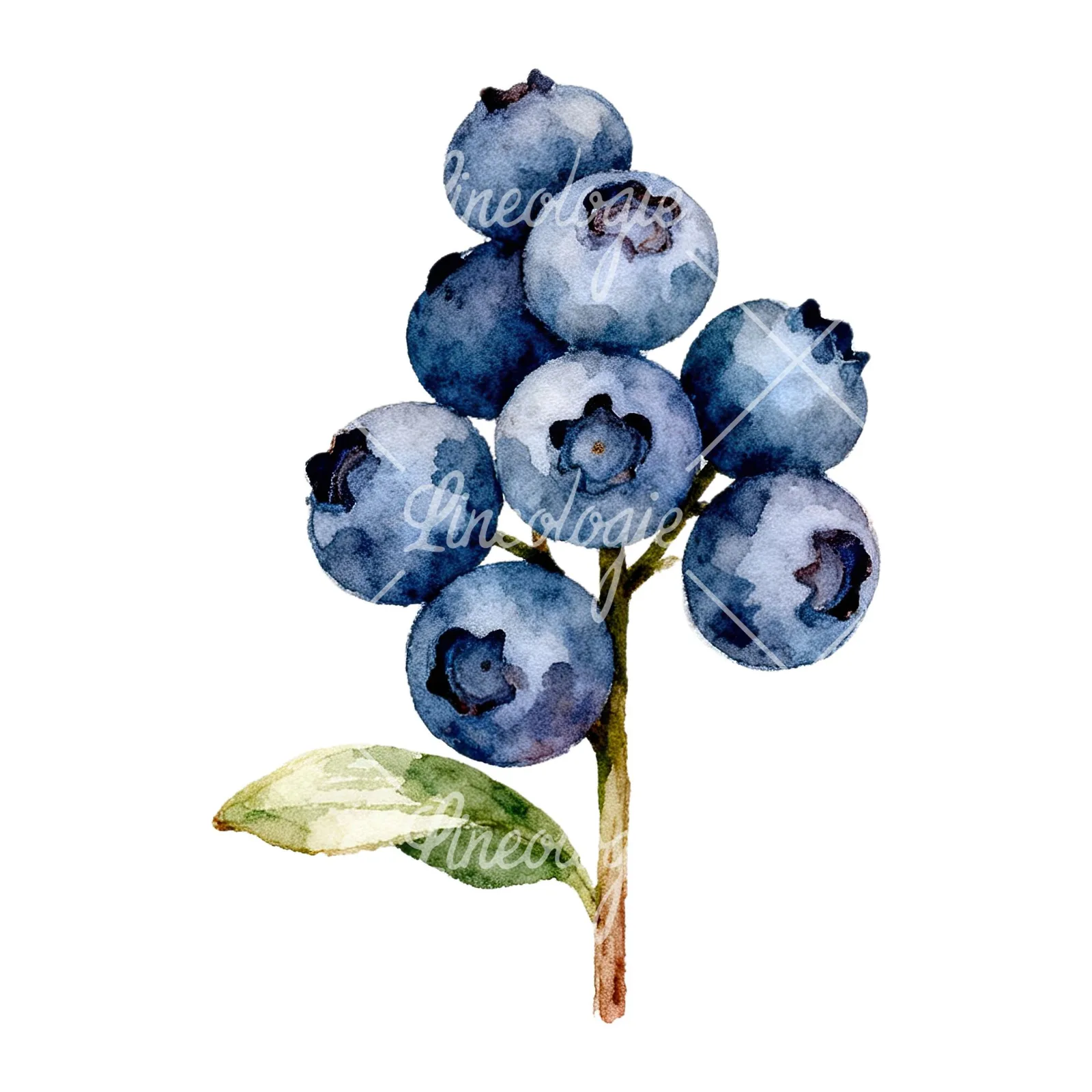 Watercolor blueberry branch clipart 7 of 9 on a white background (JPG)