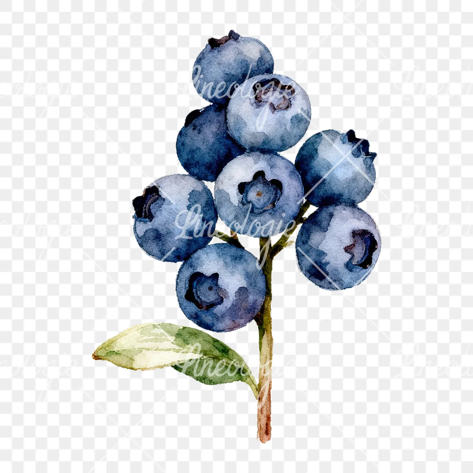 Watercolor blueberry branch clipart 7 of 9 on a transparent background (PNG)