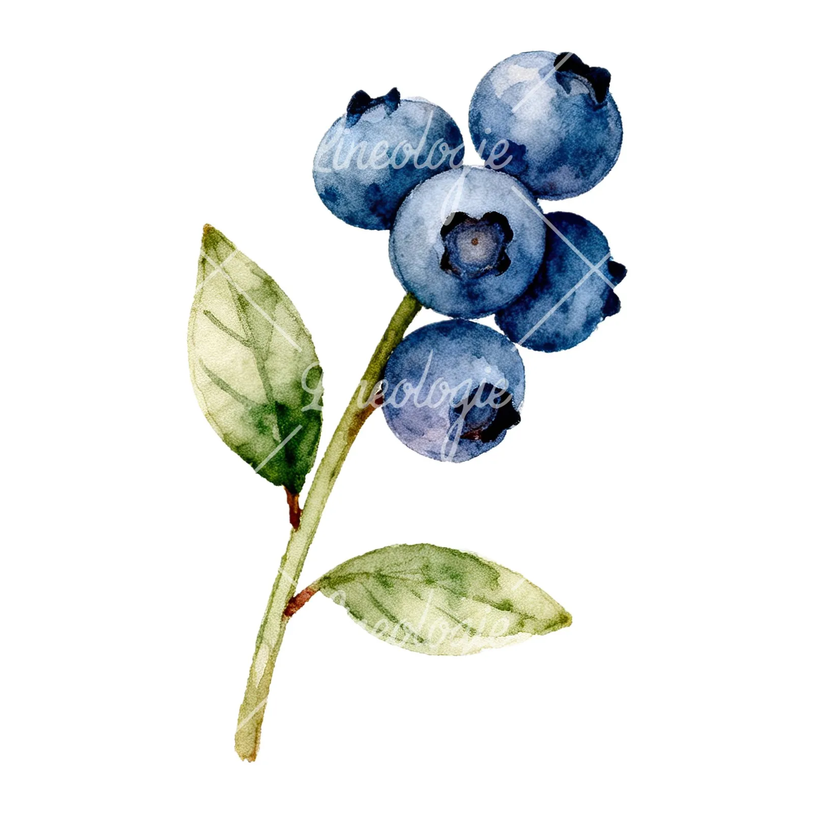 Watercolor blueberry branch clipart 9 of 9 on a white background (JPG)