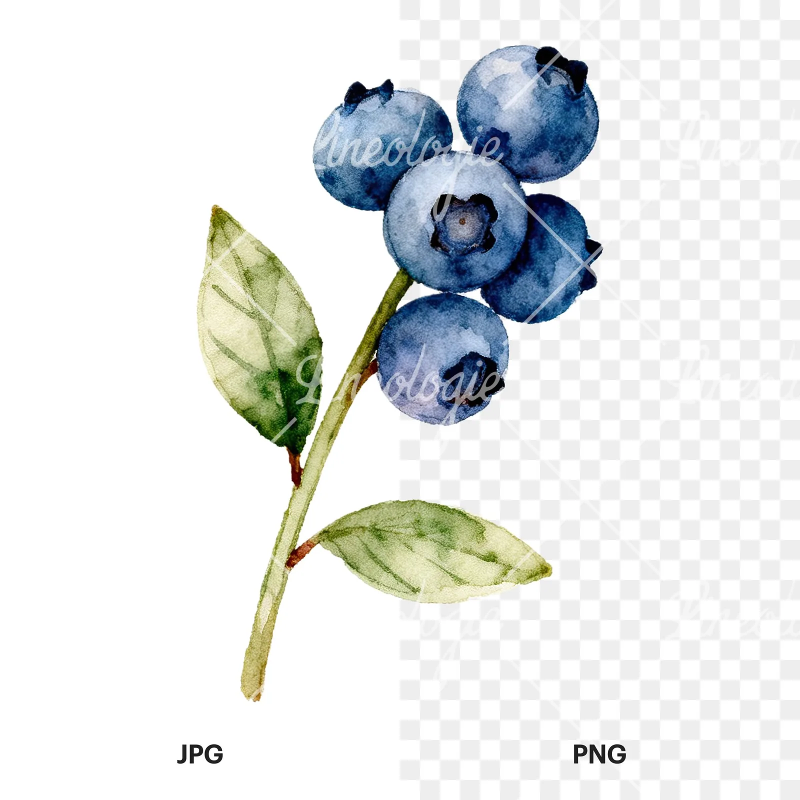 Watercolor blueberry branch clipart 9 of 9, as a JPG on white and a transparent PNG
