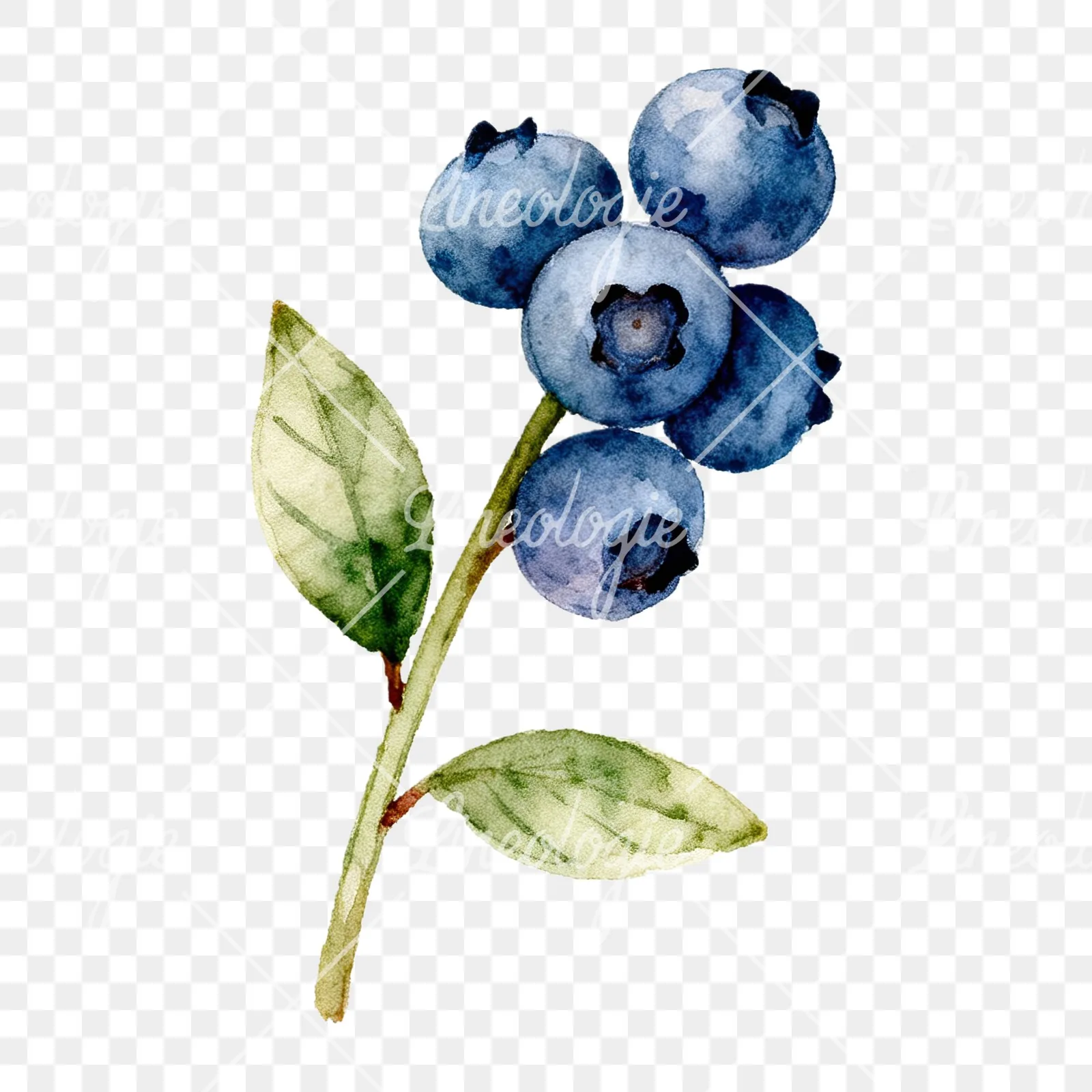 Watercolor blueberry branch clipart 9 of 9 on a transparent background (PNG)