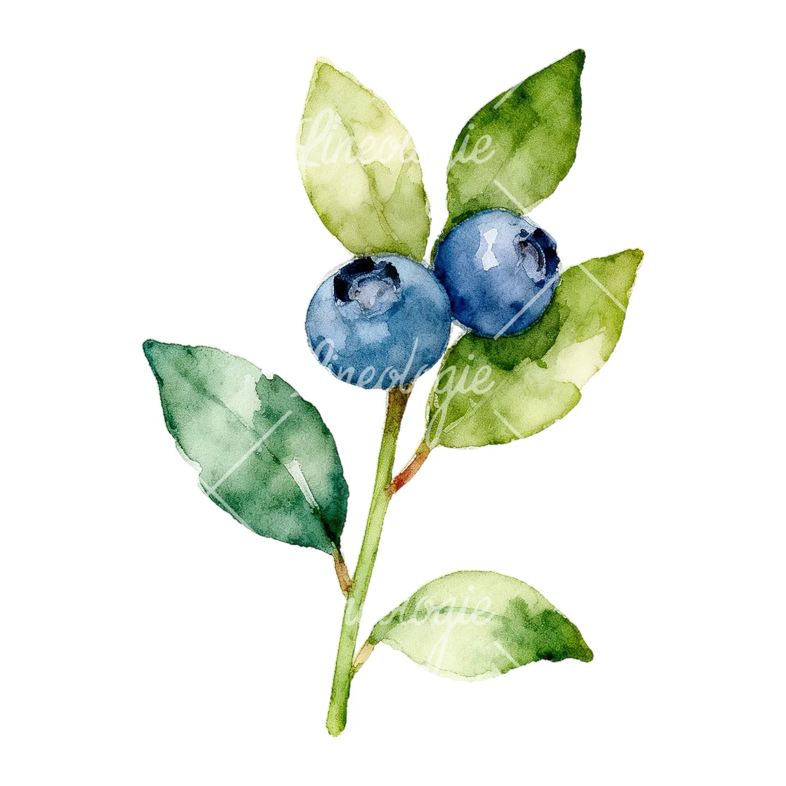 Watercolor blueberry sprig with veined leaves clipart 1 of 9 on a white background (JPG)