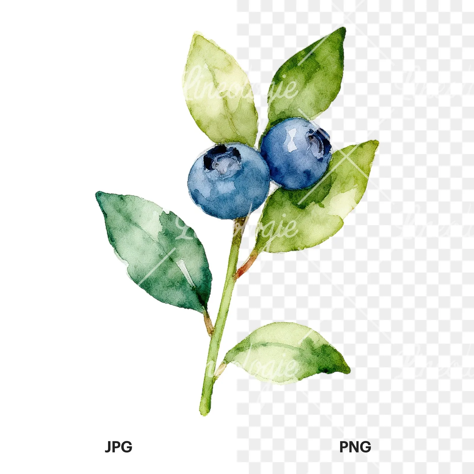 Watercolor blueberry sprig with veined leaves clipart 1 of 9, as a JPG on white and a transparent PNG