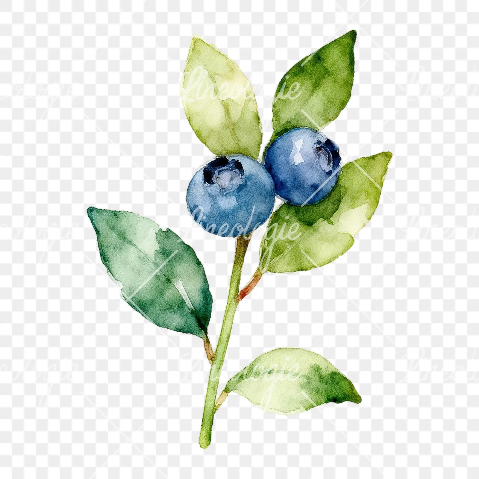 Watercolor blueberry sprig with veined leaves clipart 1 of 9 on a transparent background (PNG)