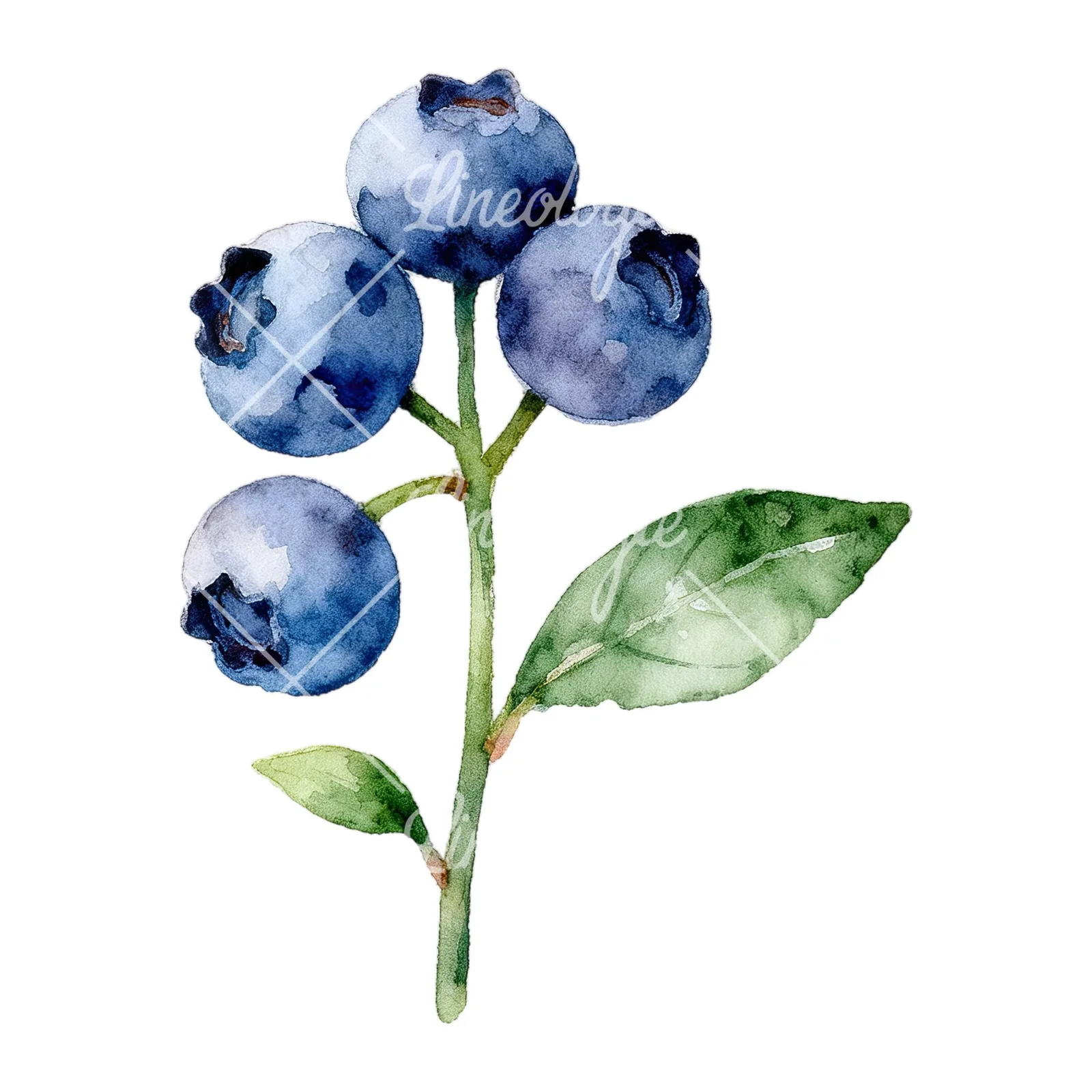 Watercolor blueberry sprig with veined leaves clipart 2 of 9 on a white background (JPG)