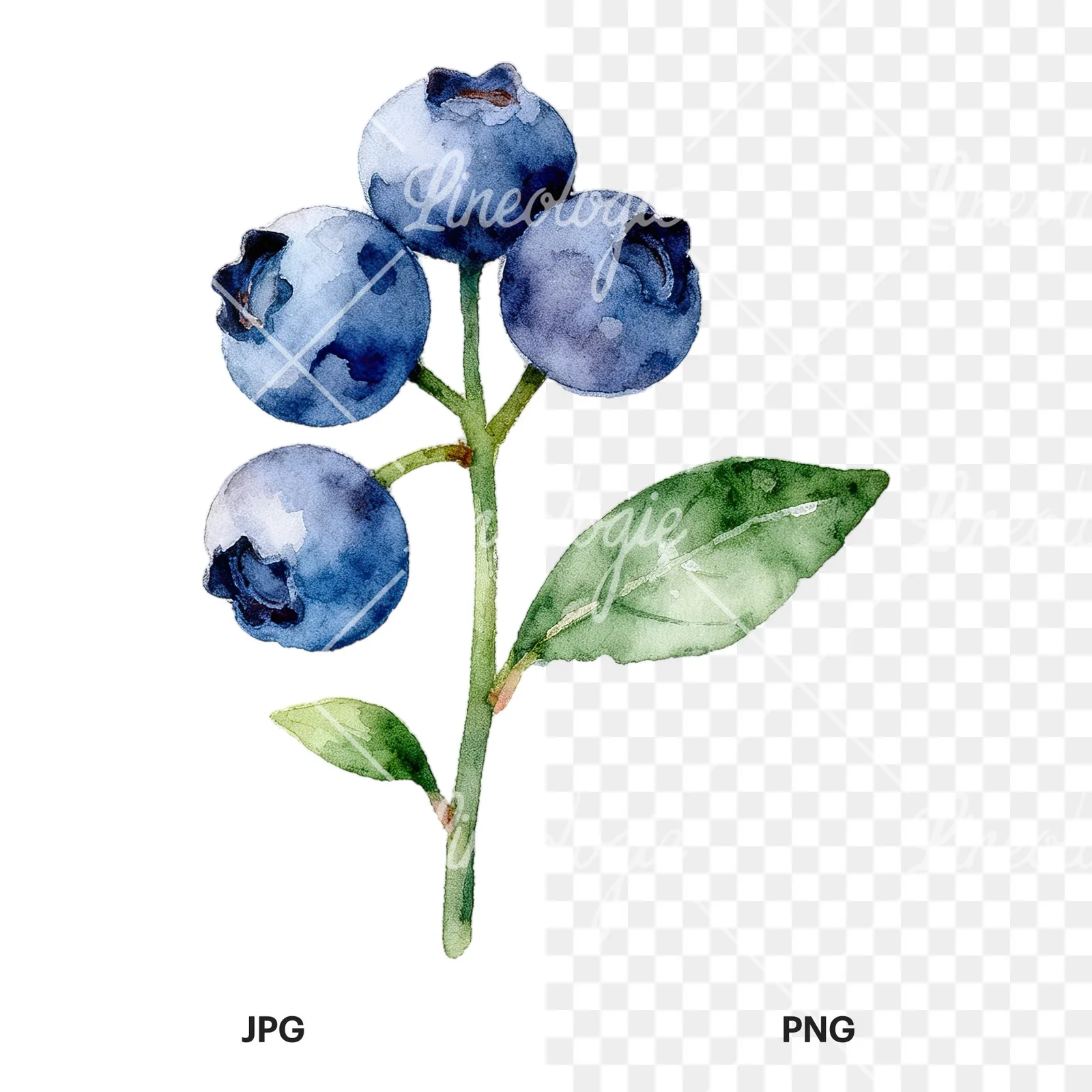 Watercolor blueberry sprig with veined leaves clipart 2 of 9, as a JPG on white and a transparent PNG