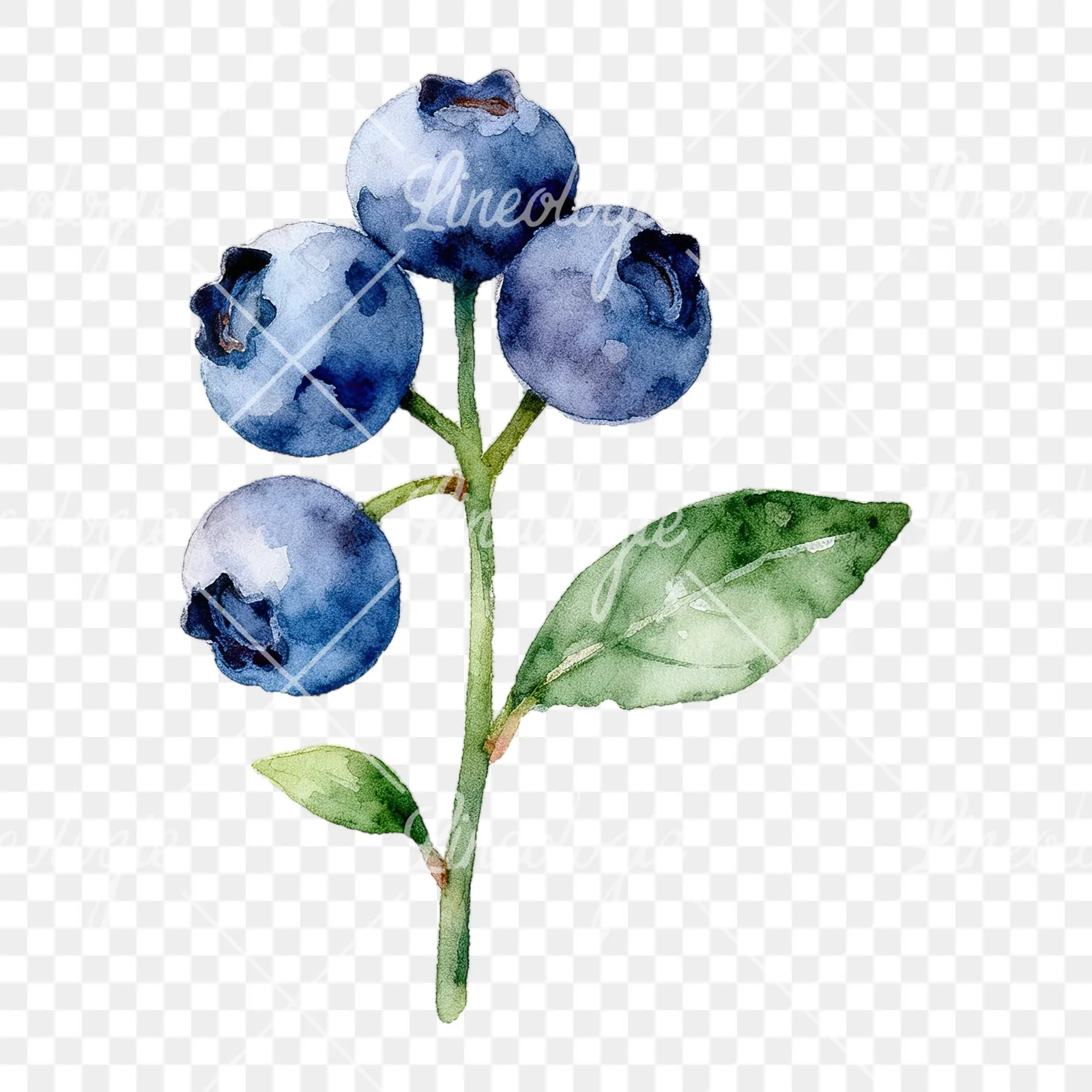 Watercolor blueberry sprig with veined leaves clipart 2 of 9 on a transparent background (PNG)