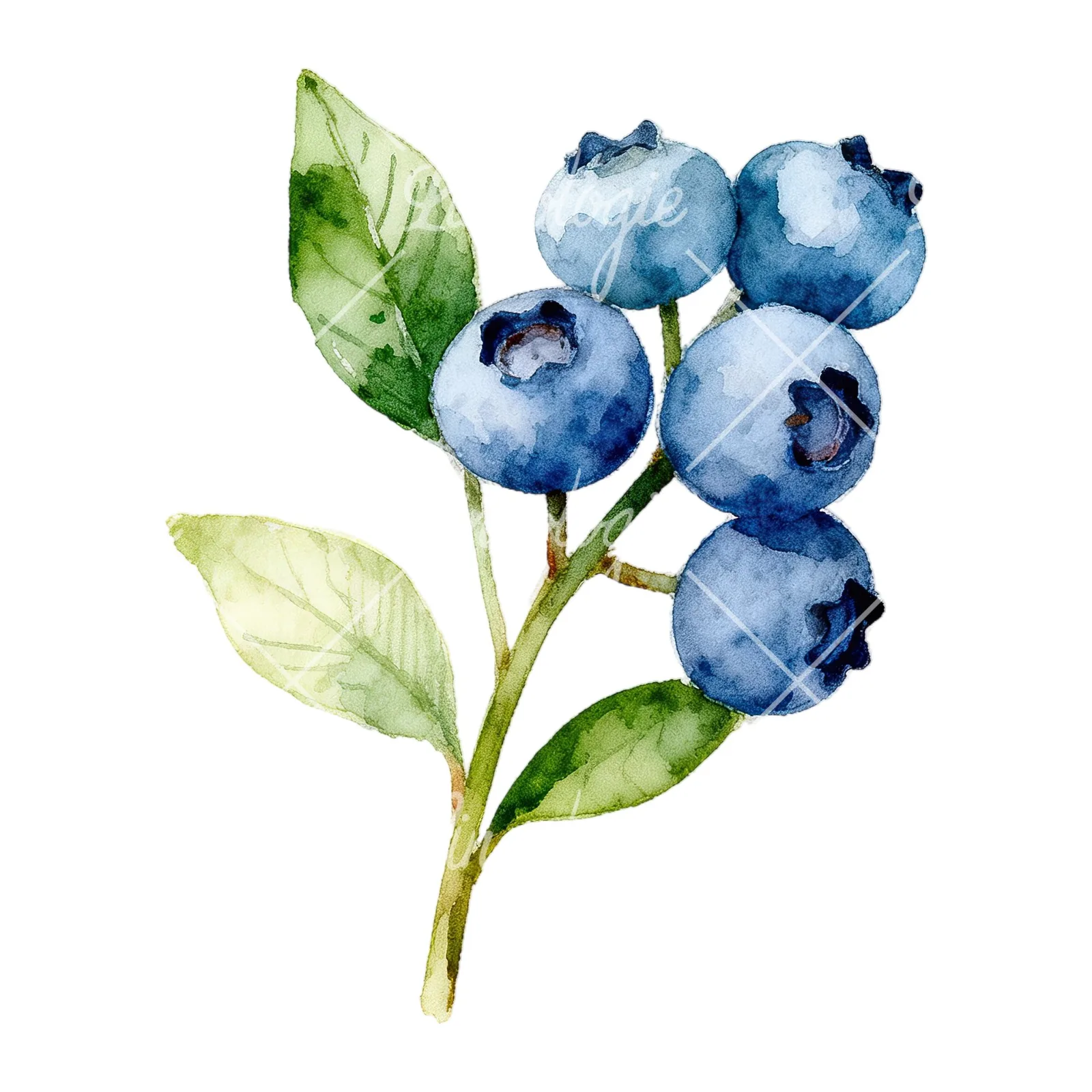 Watercolor blueberry sprig with veined leaves clipart 3 of 9 on a white background (JPG)