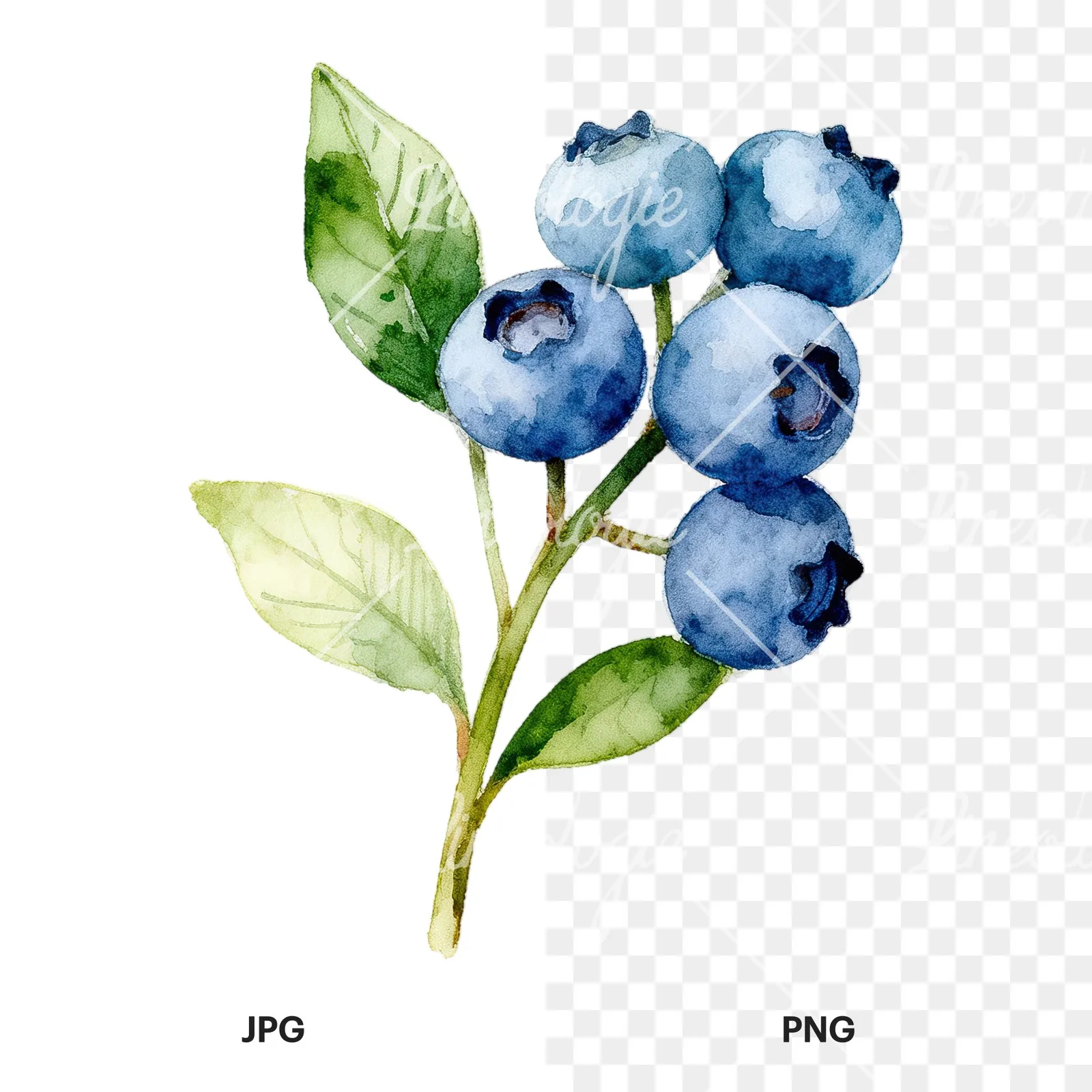 Watercolor blueberry sprig with veined leaves clipart 3 of 9, as a JPG on white and a transparent PNG