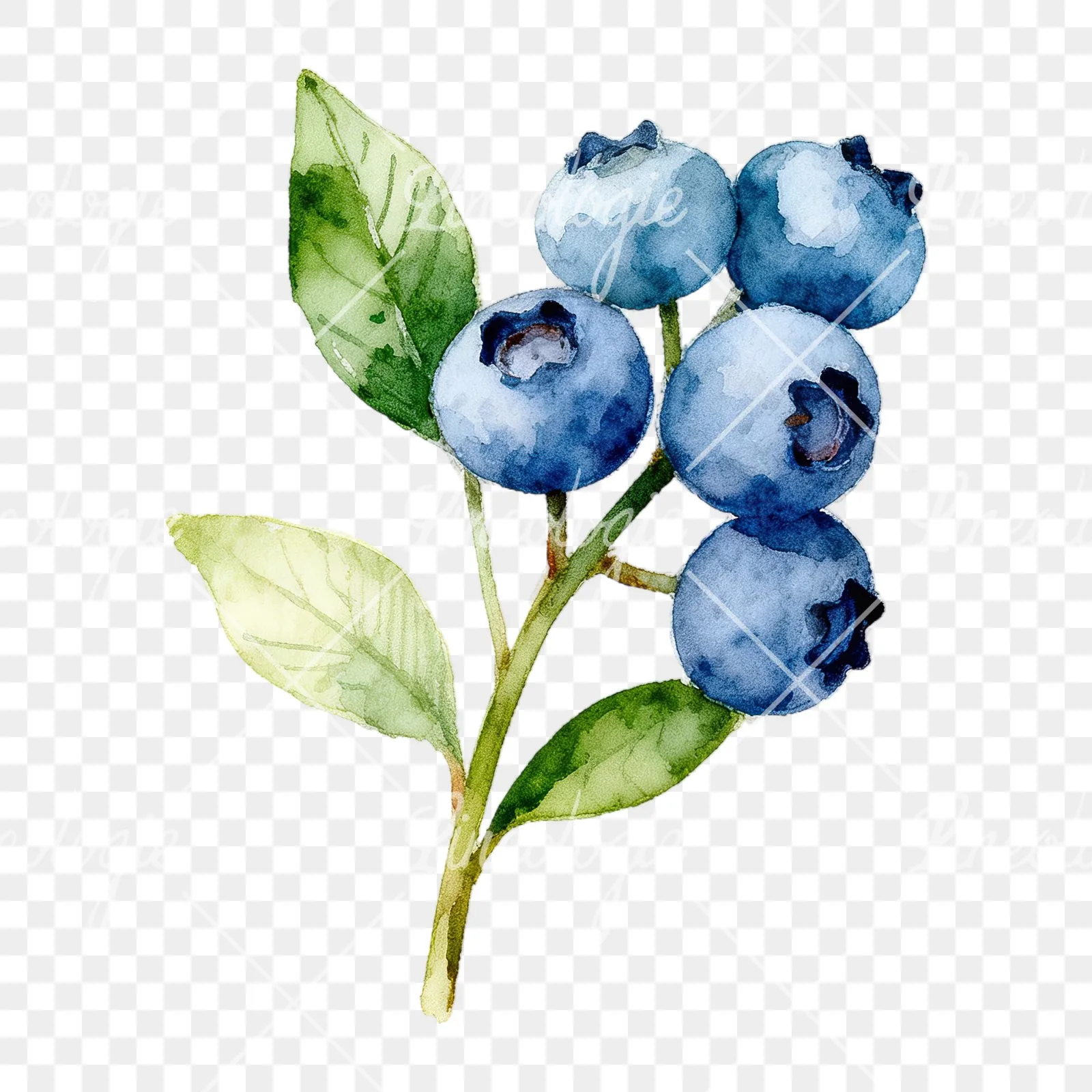 Watercolor blueberry sprig with veined leaves clipart 3 of 9 on a transparent background (PNG)