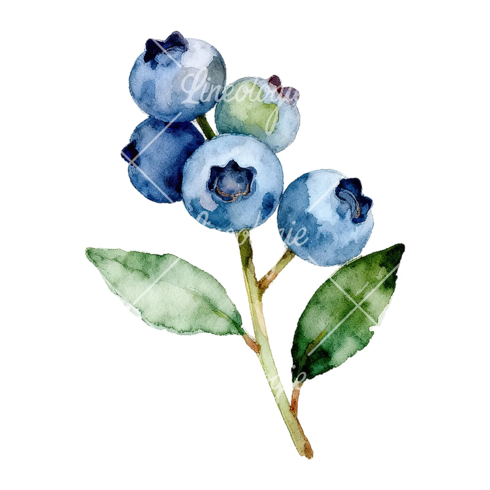 Watercolor blueberry sprig with veined leaves clipart 4 of 9 on a white background (JPG)