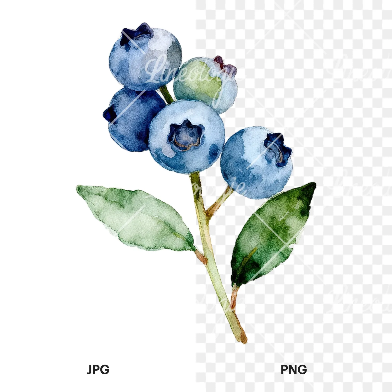 Watercolor blueberry sprig with veined leaves clipart 4 of 9, as a JPG on white and a transparent PNG
