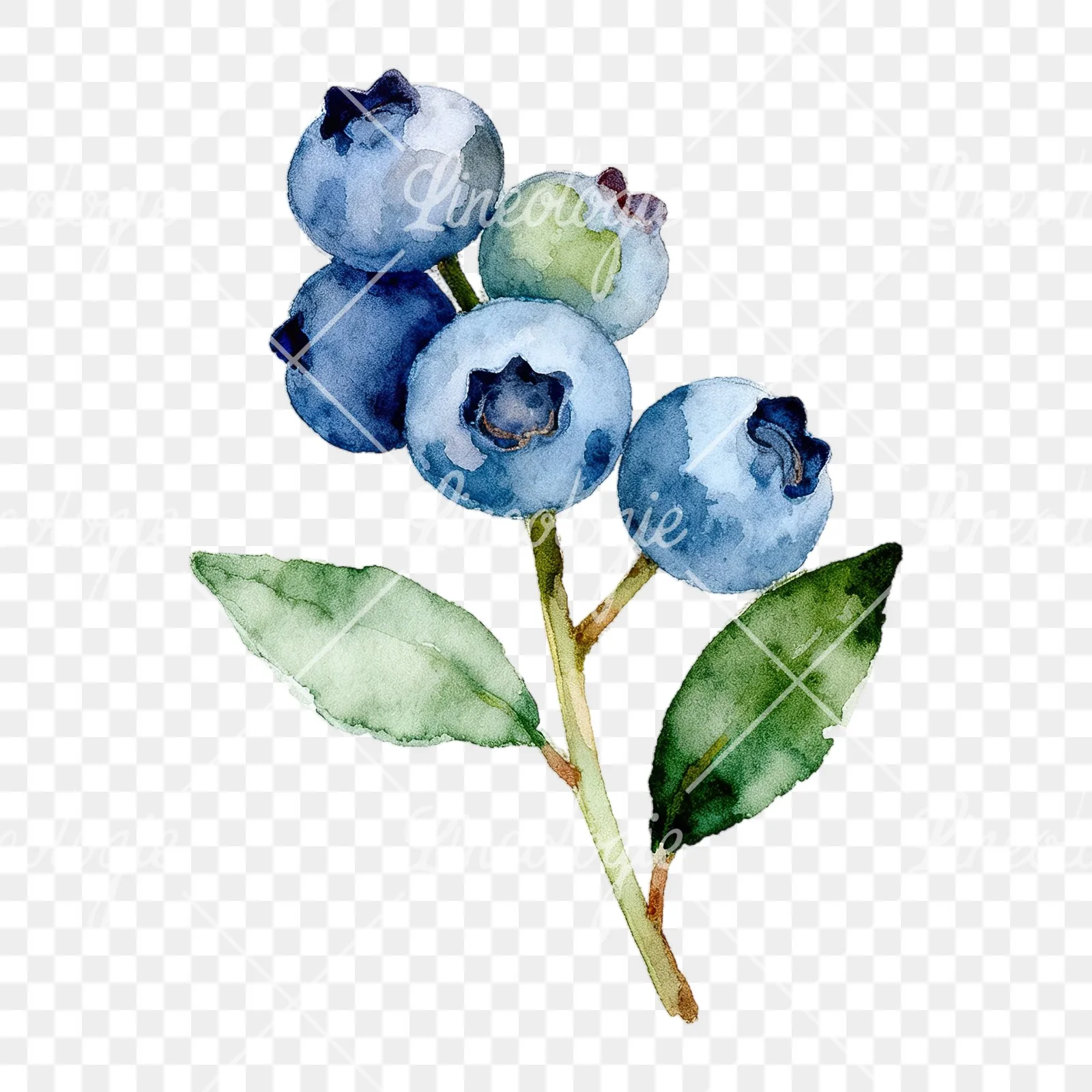 Watercolor blueberry sprig with veined leaves clipart 4 of 9 on a transparent background (PNG)